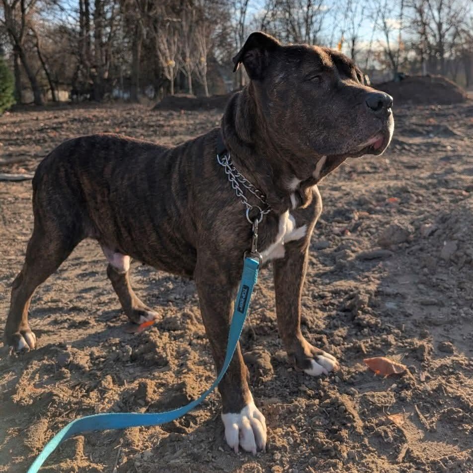 Enlarge Ezekiel, a ADOPTABLE mixed breed in Kentwood, MI image 6/6