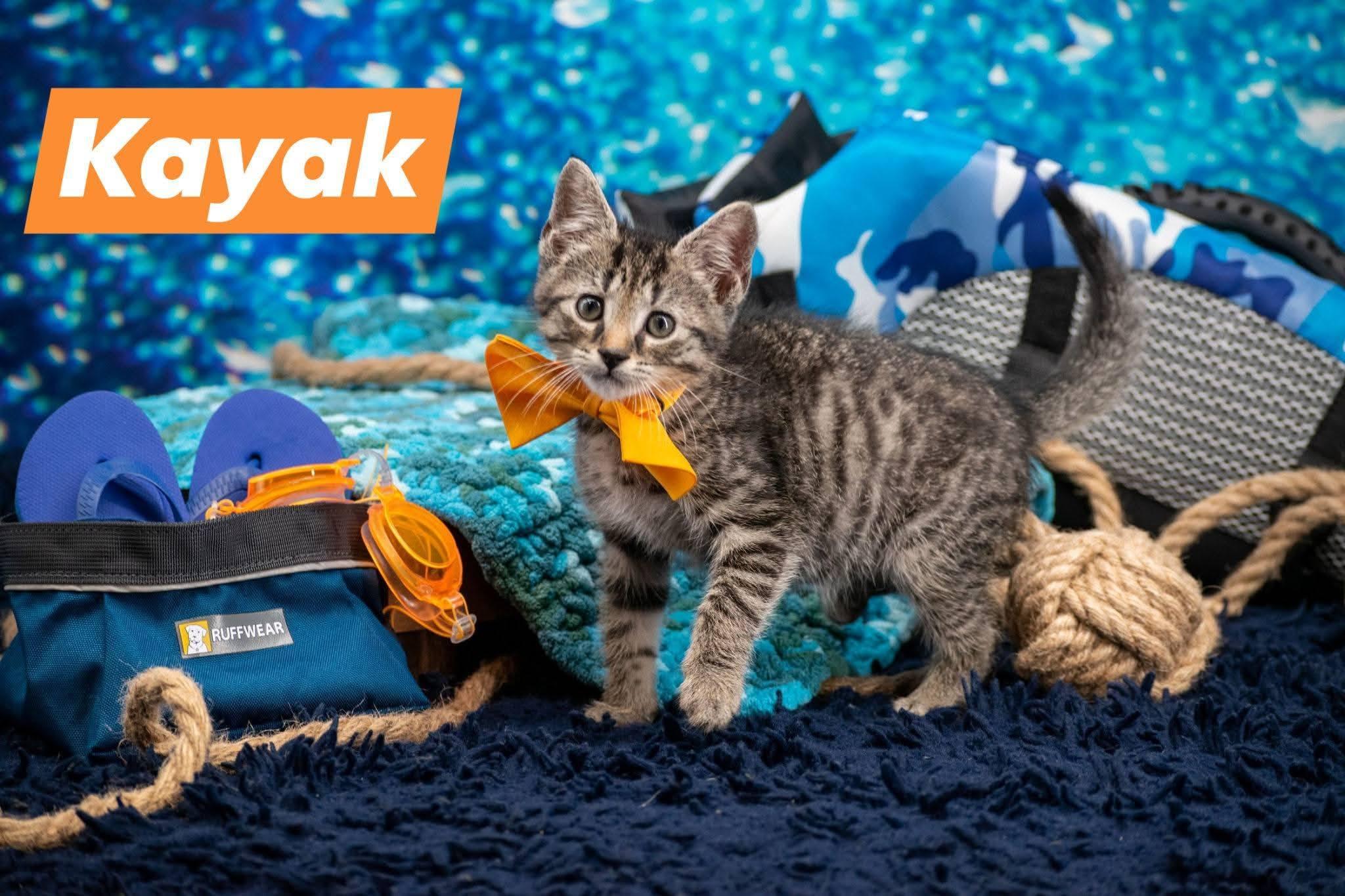 Kayak, a ADOPTABLE Domestic Short Hair in Sevierville, TN image 1/4