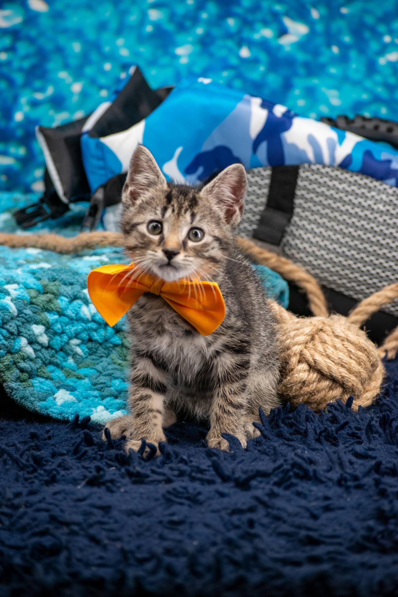Kayak, a ADOPTABLE Domestic Short Hair in Sevierville, TN image 2/4