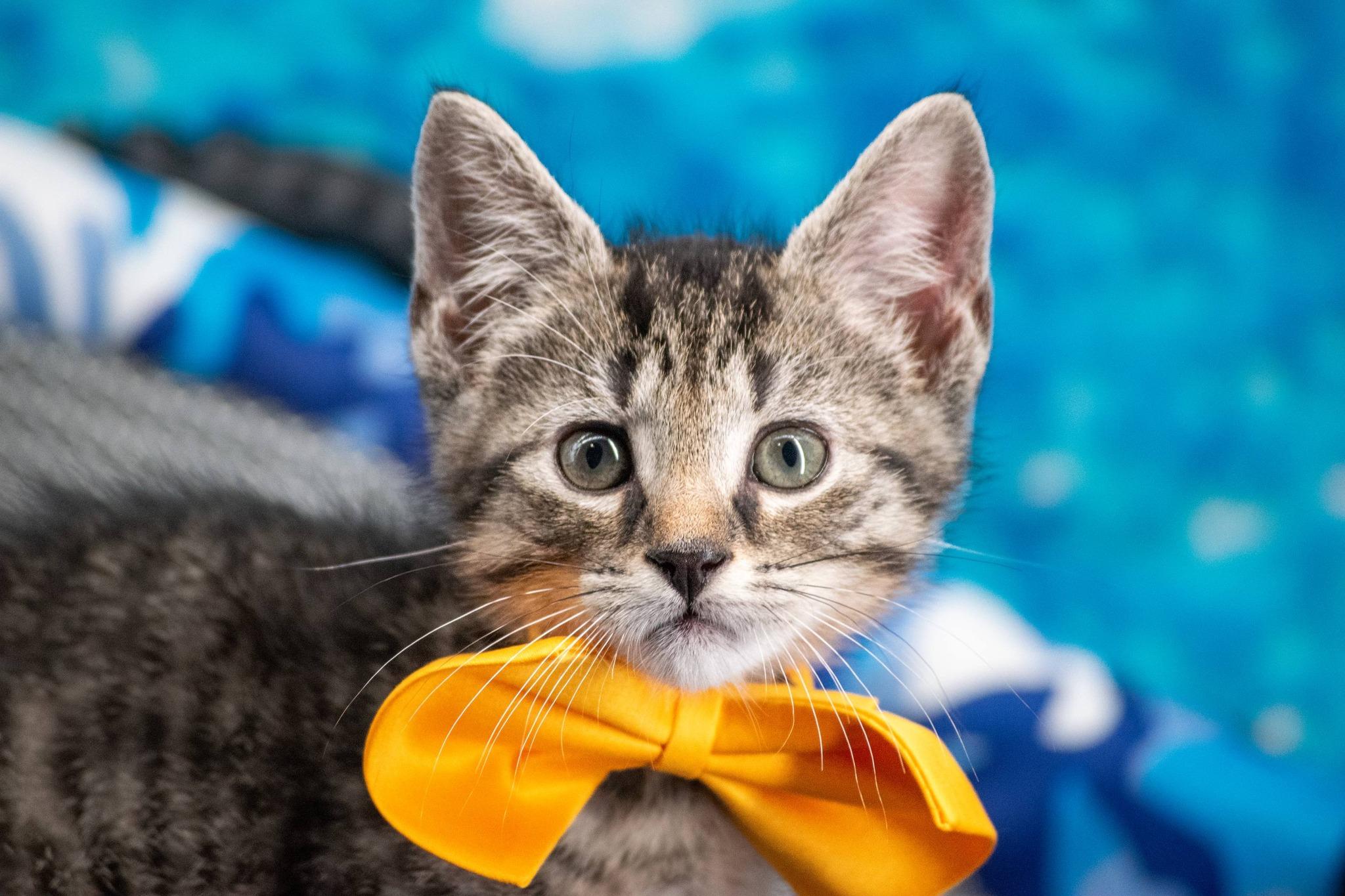 Kayak, a ADOPTABLE Domestic Short Hair in Sevierville, TN image 3/4