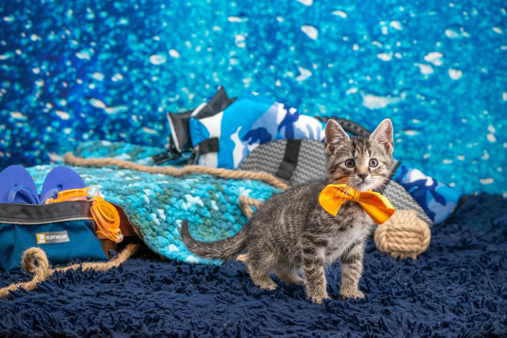 Kayak, a ADOPTABLE Domestic Short Hair in Sevierville, TN image 4/4