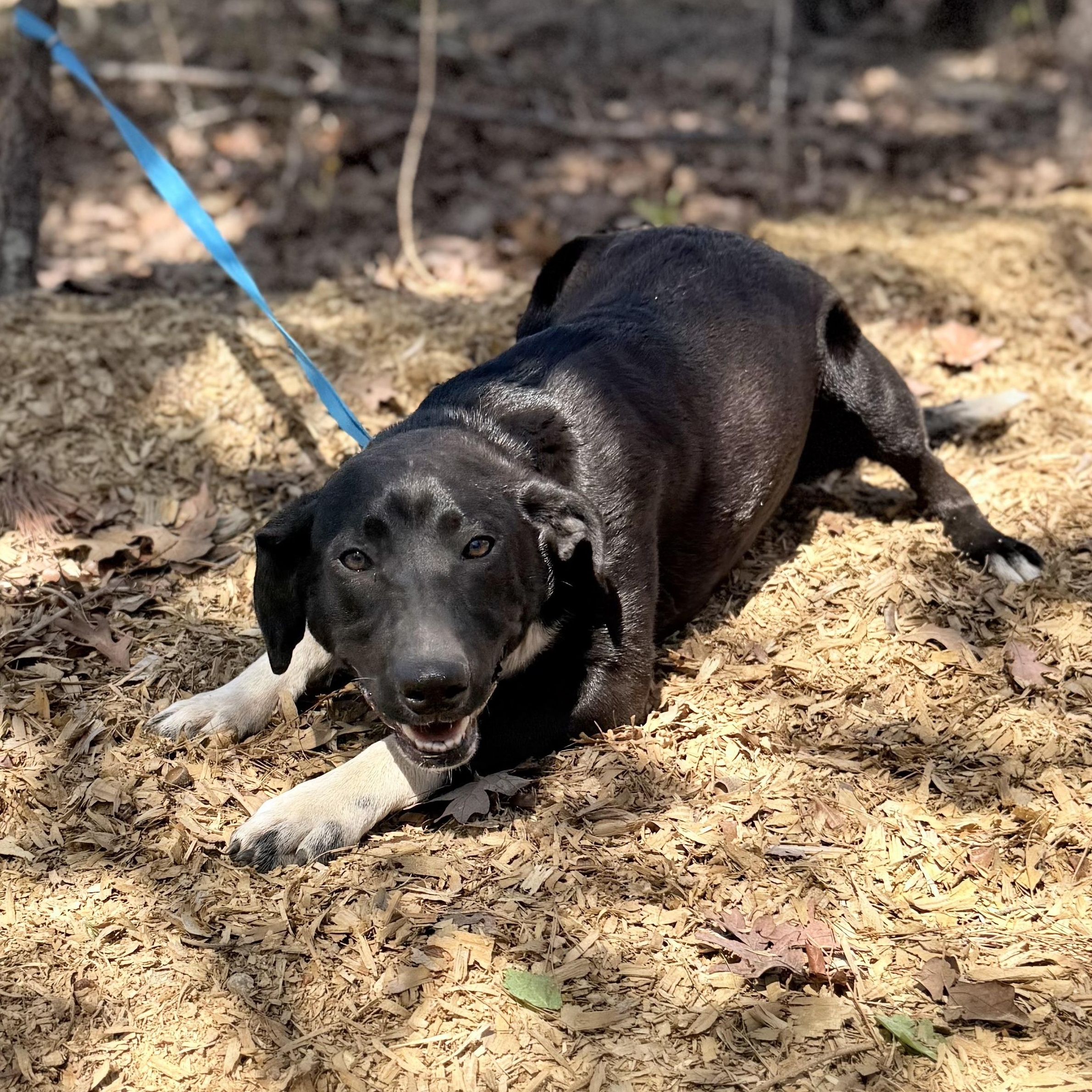 Enlarge King, a Adoptable mixed breed in Madison, WI image 5/5