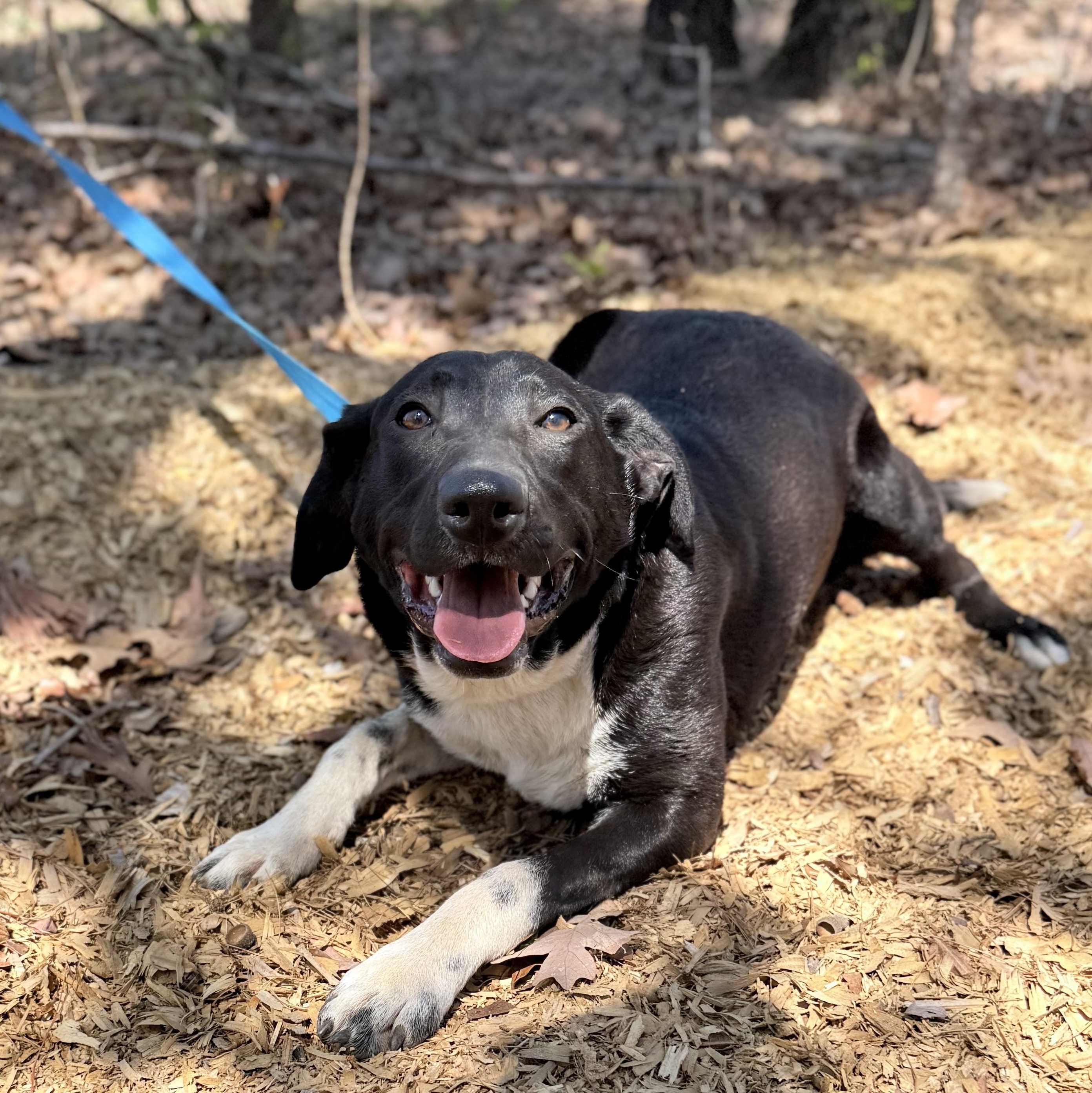 Enlarge King, a Adoptable mixed breed in Madison, WI image 3/5