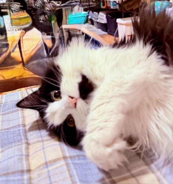 BARBIE BENTON, an adopted Tuxedo in Lake Ozark, MO image 2/4
