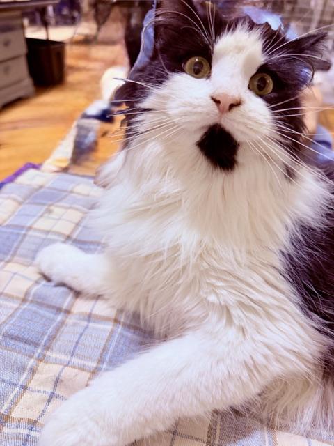 BARBIE BENTON, an adopted Tuxedo in Lake Ozark, MO image 4/4
