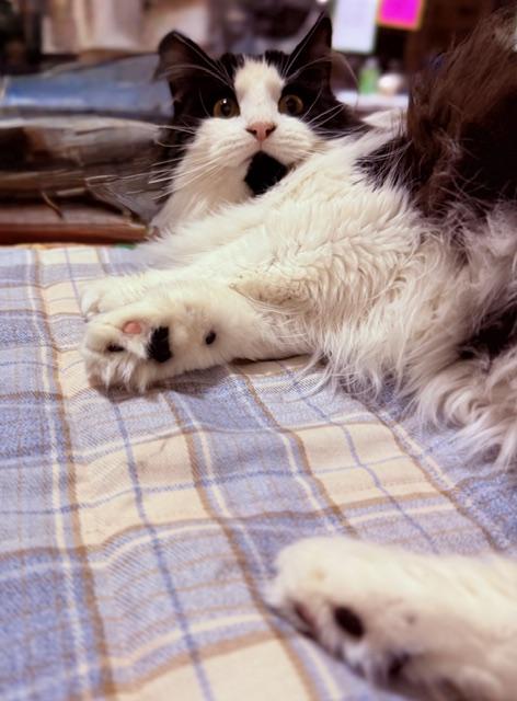 BARBIE BENTON, an adopted Tuxedo in Lake Ozark, MO image 3/4