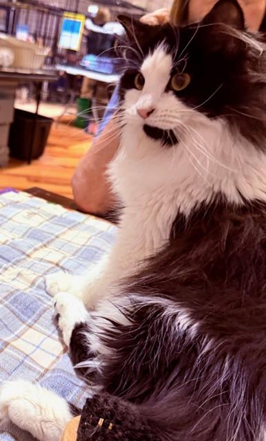 BARBIE BENTON, adopted, Young Female Tuxedo.