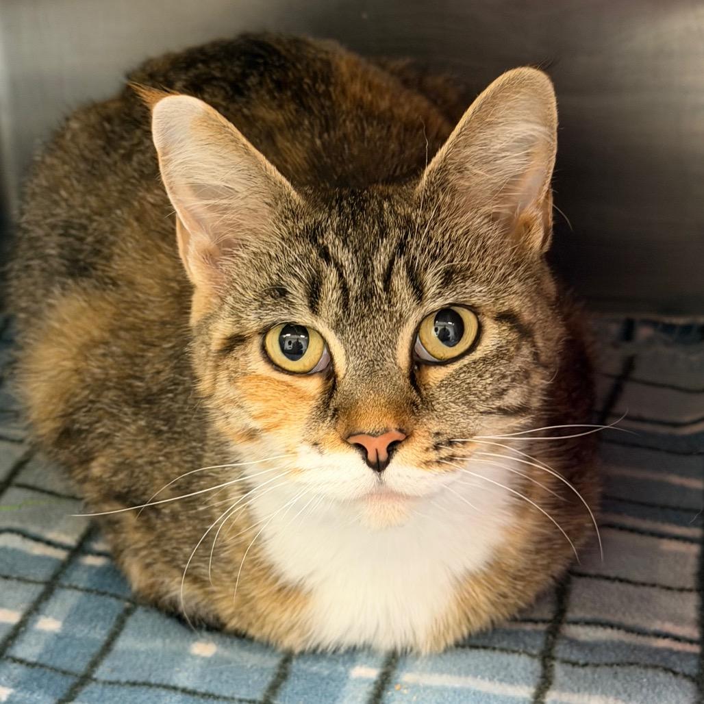 Valeria, Adoptable, Adult Female Domestic Short Hair.