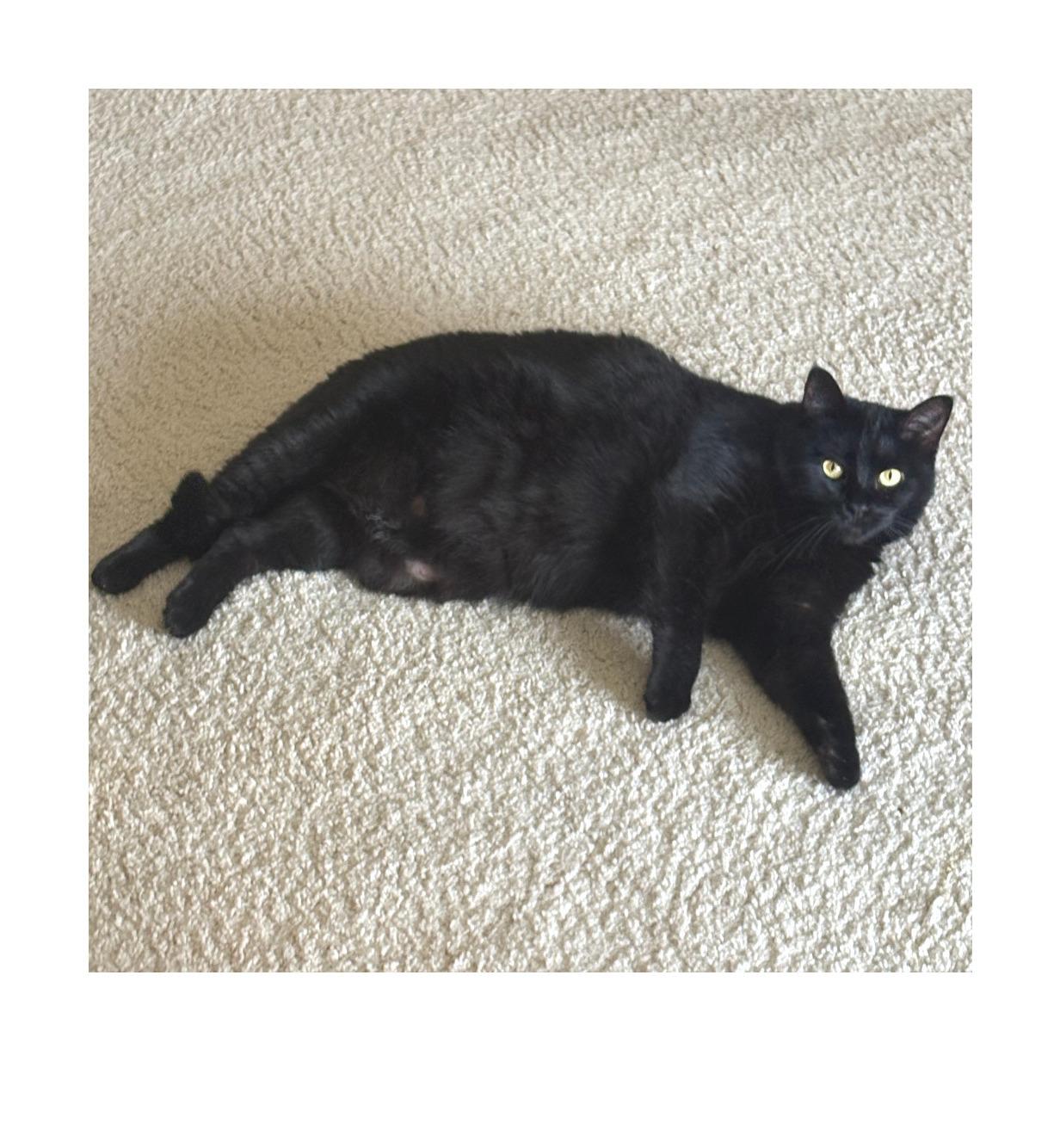 Luna, Adoptable, Adult Female Domestic Short Hair.