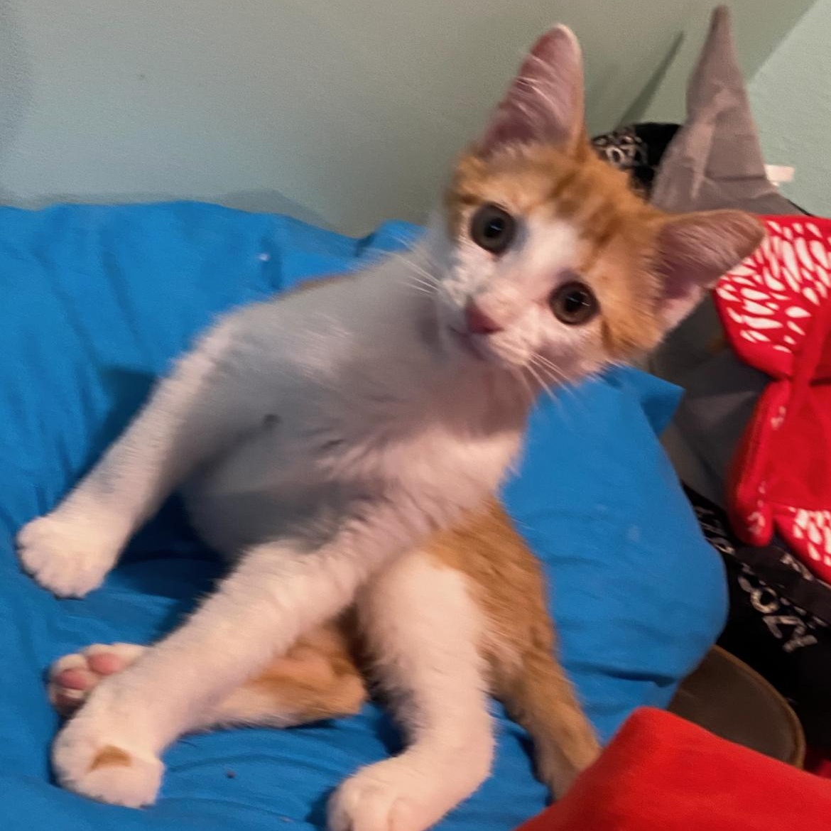 Enlarge Remi, an adopted mixed breed in Omaha, NE image 2/4