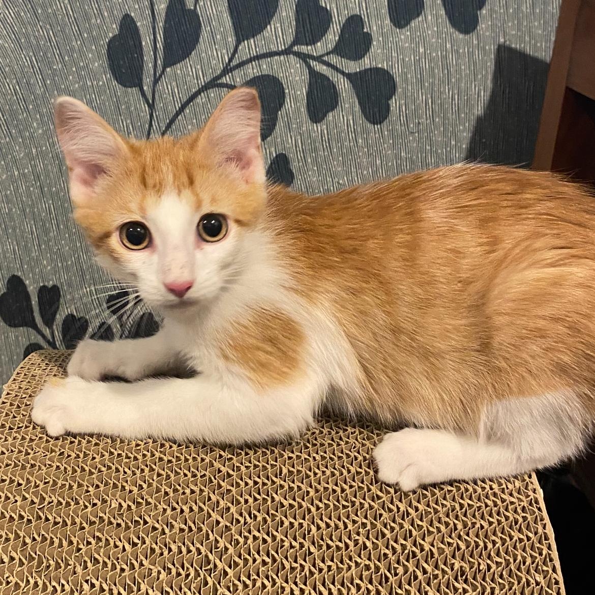 Remi, adopted, Kitten Male Domestic Short Hair & Tabby.