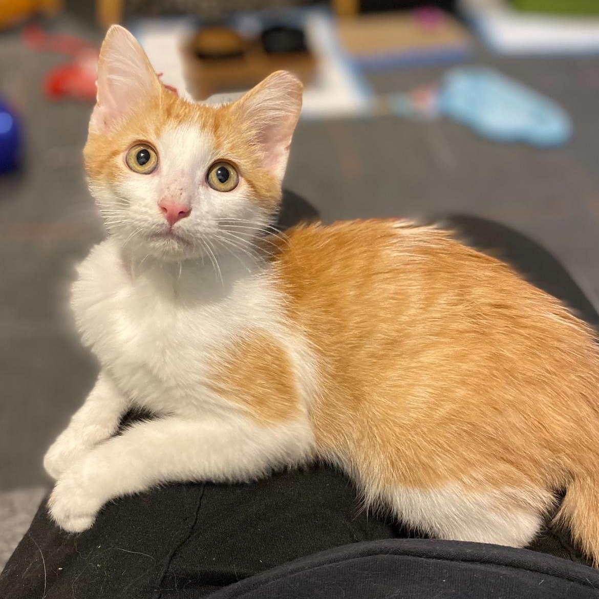 Enlarge Remi, an adopted mixed breed in Omaha, NE image 4/4