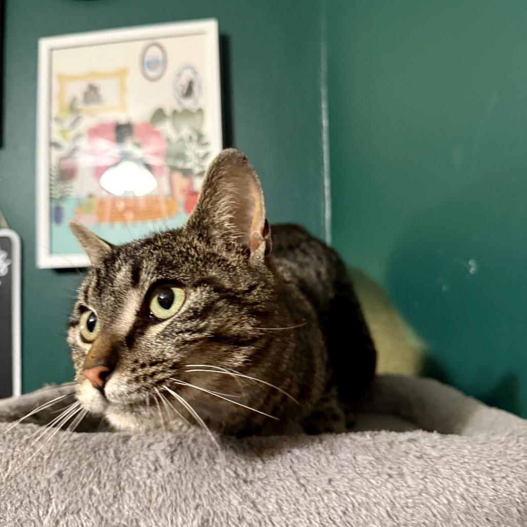 Enlarge Winnie, a Adoptable Domestic Short Hair in Granville, OH image 1/5