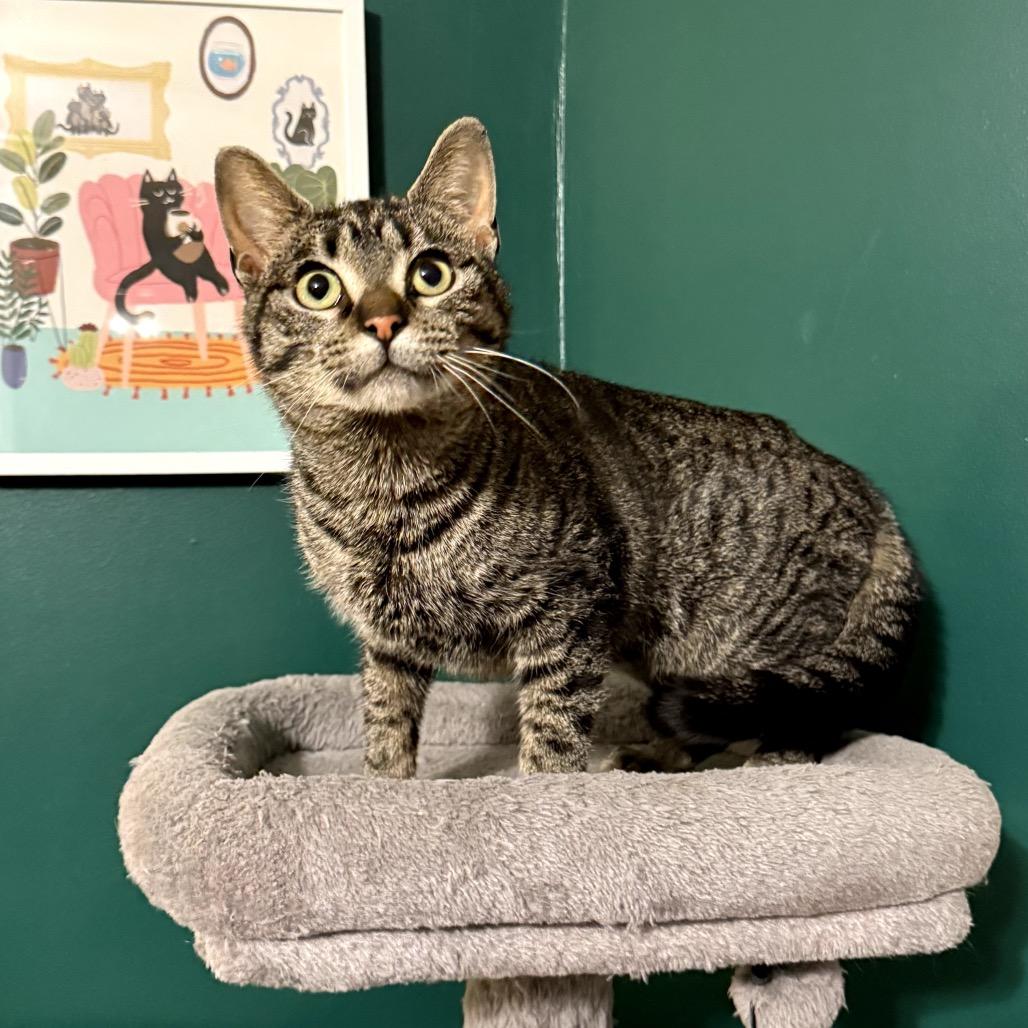 Enlarge Winnie, a Adoptable Domestic Short Hair in Granville, OH image 2/5