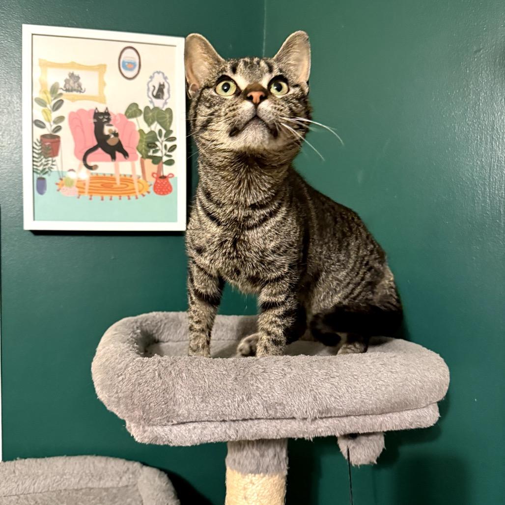 Enlarge Winnie, a Adoptable Domestic Short Hair in Granville, OH image 3/5