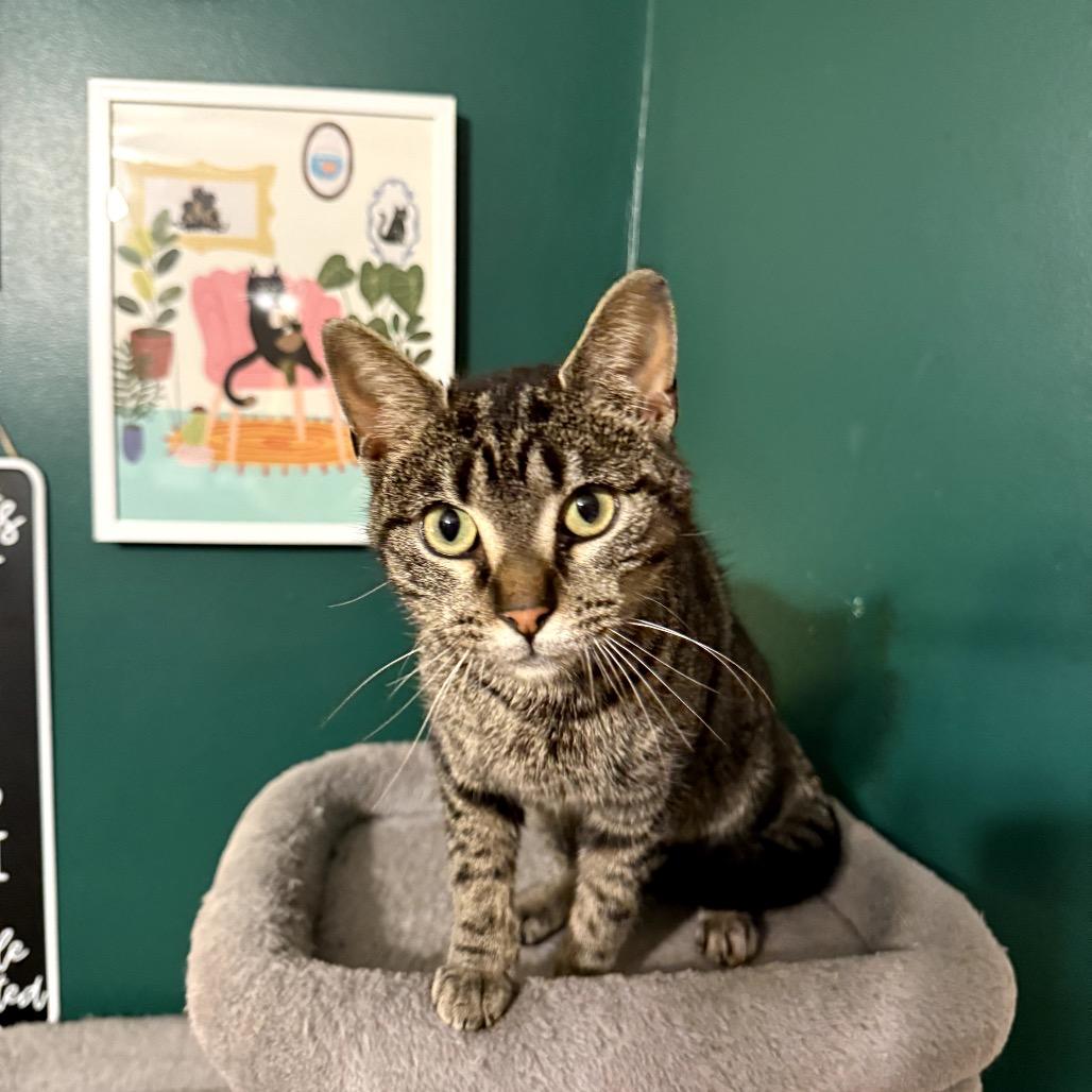 Enlarge Winnie, a Adoptable Domestic Short Hair in Granville, OH image 4/5