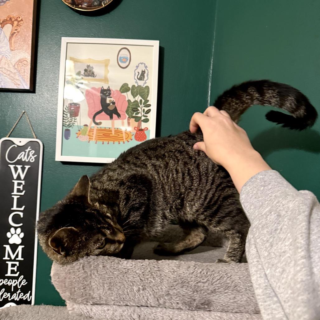 Enlarge Winnie, a Adoptable Domestic Short Hair in Granville, OH image 5/5