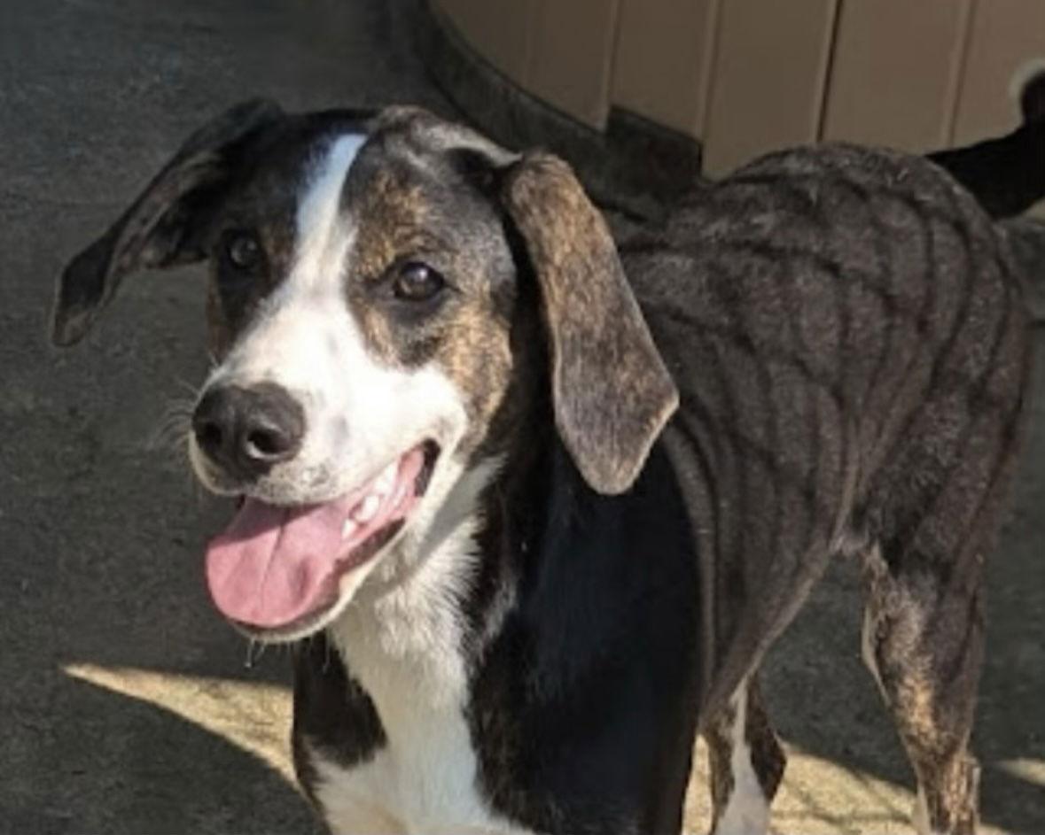 Enlarge Mallory, a ADOPTABLE mixed breed in Pottstown, PA image 1/2