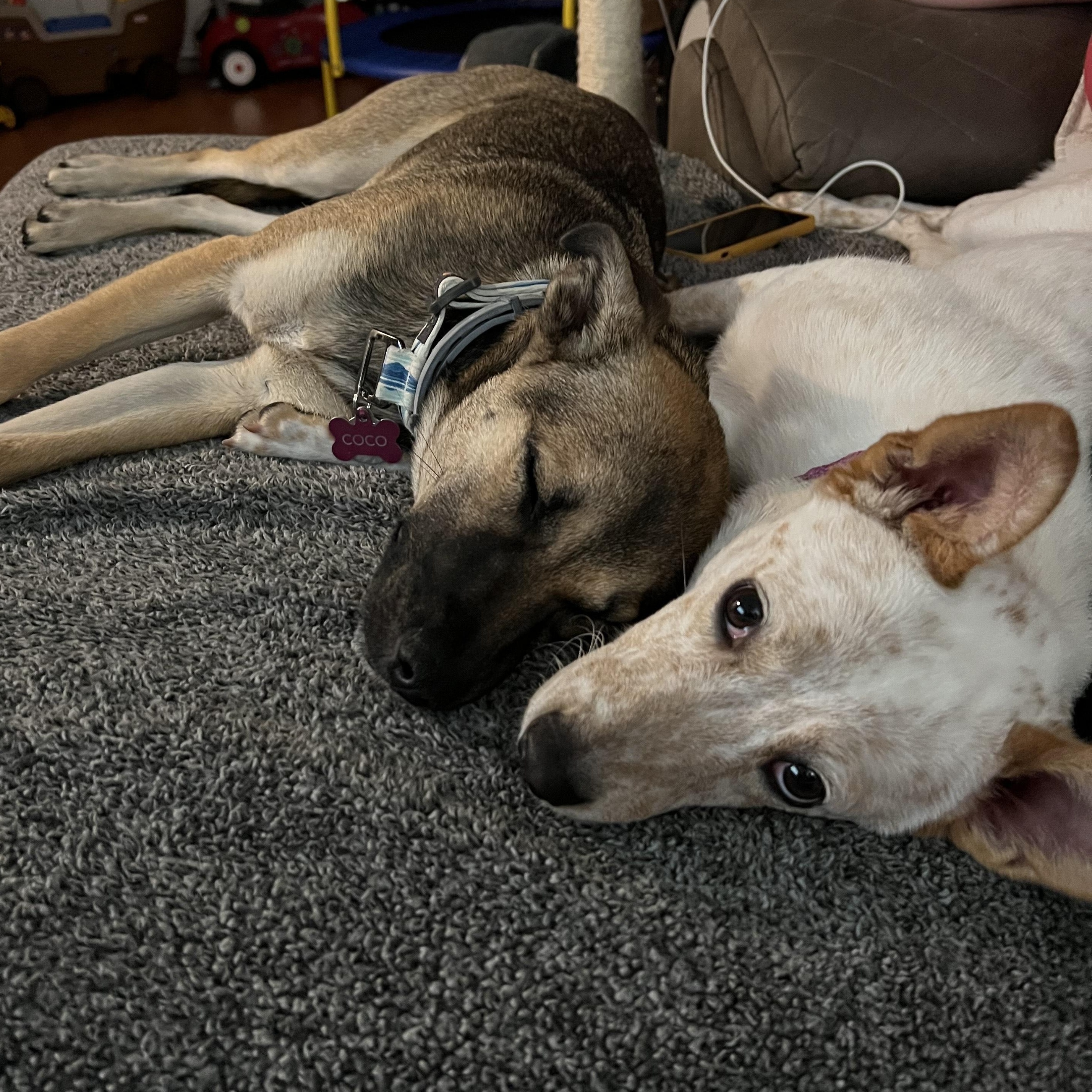 Coco Rosie Spring — thumbnail 2