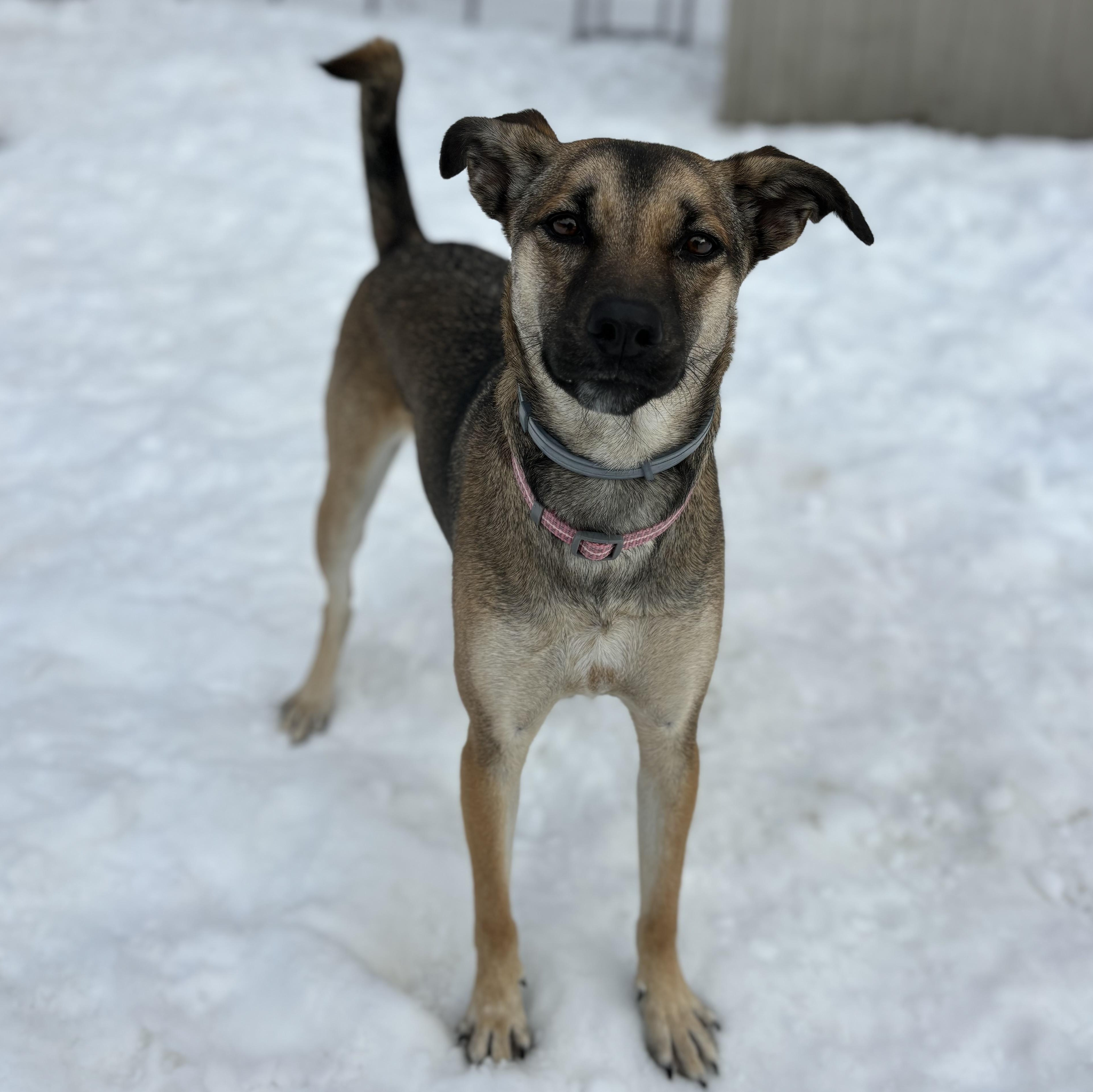 Coco Rosie Spring — thumbnail 3