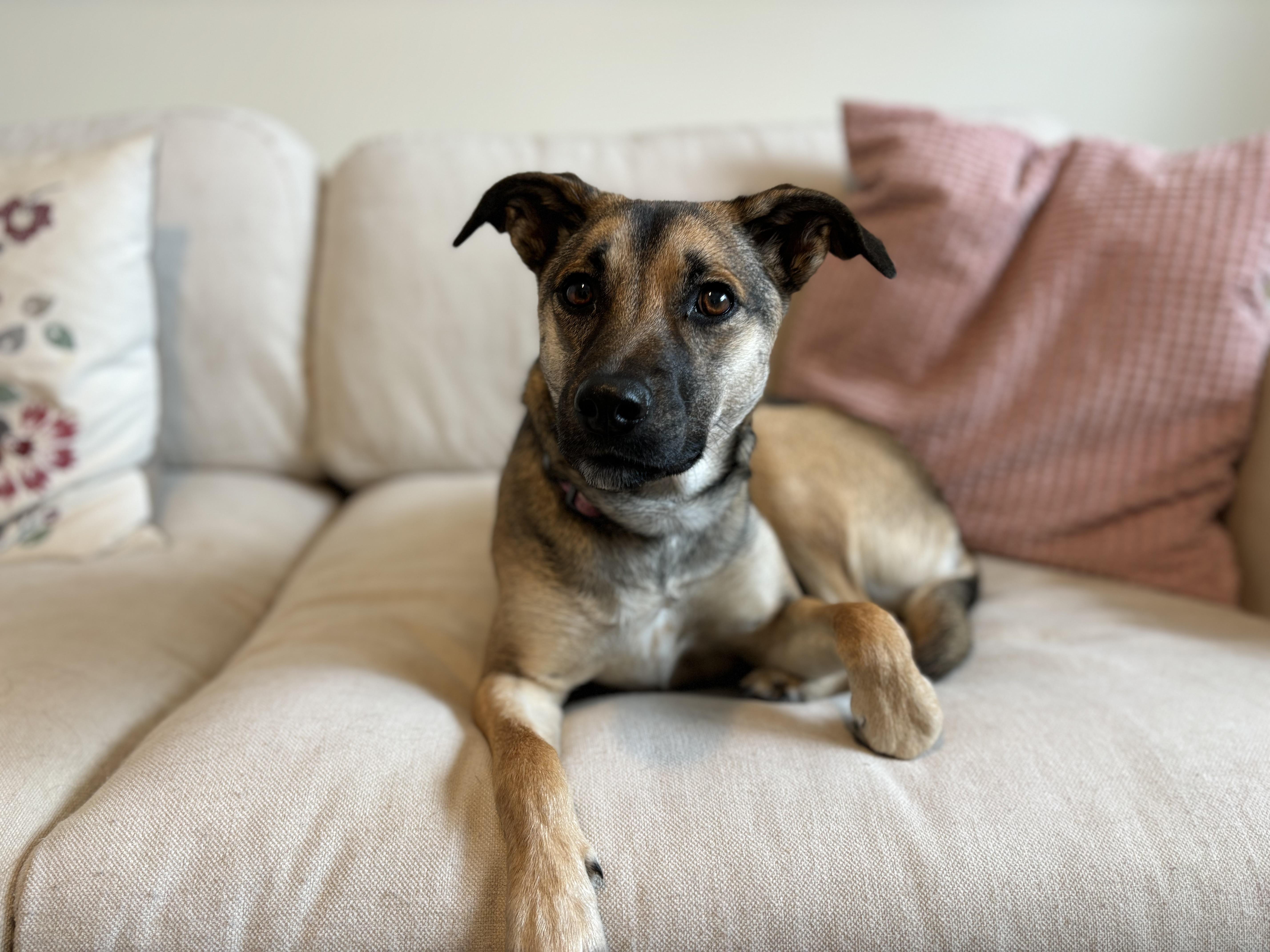 Coco Rosie Spring — thumbnail 4