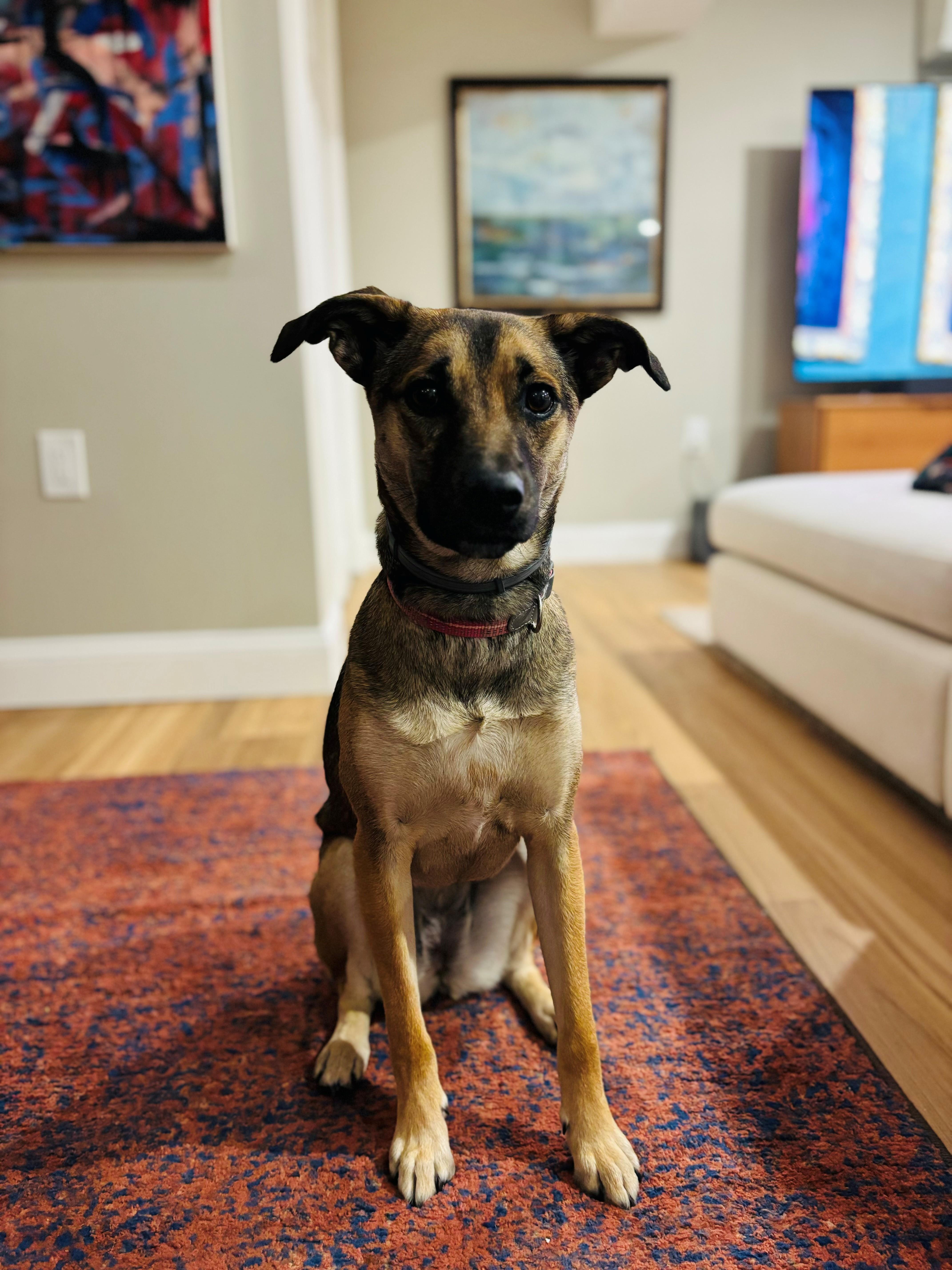 Coco Rosie Spring — thumbnail 5