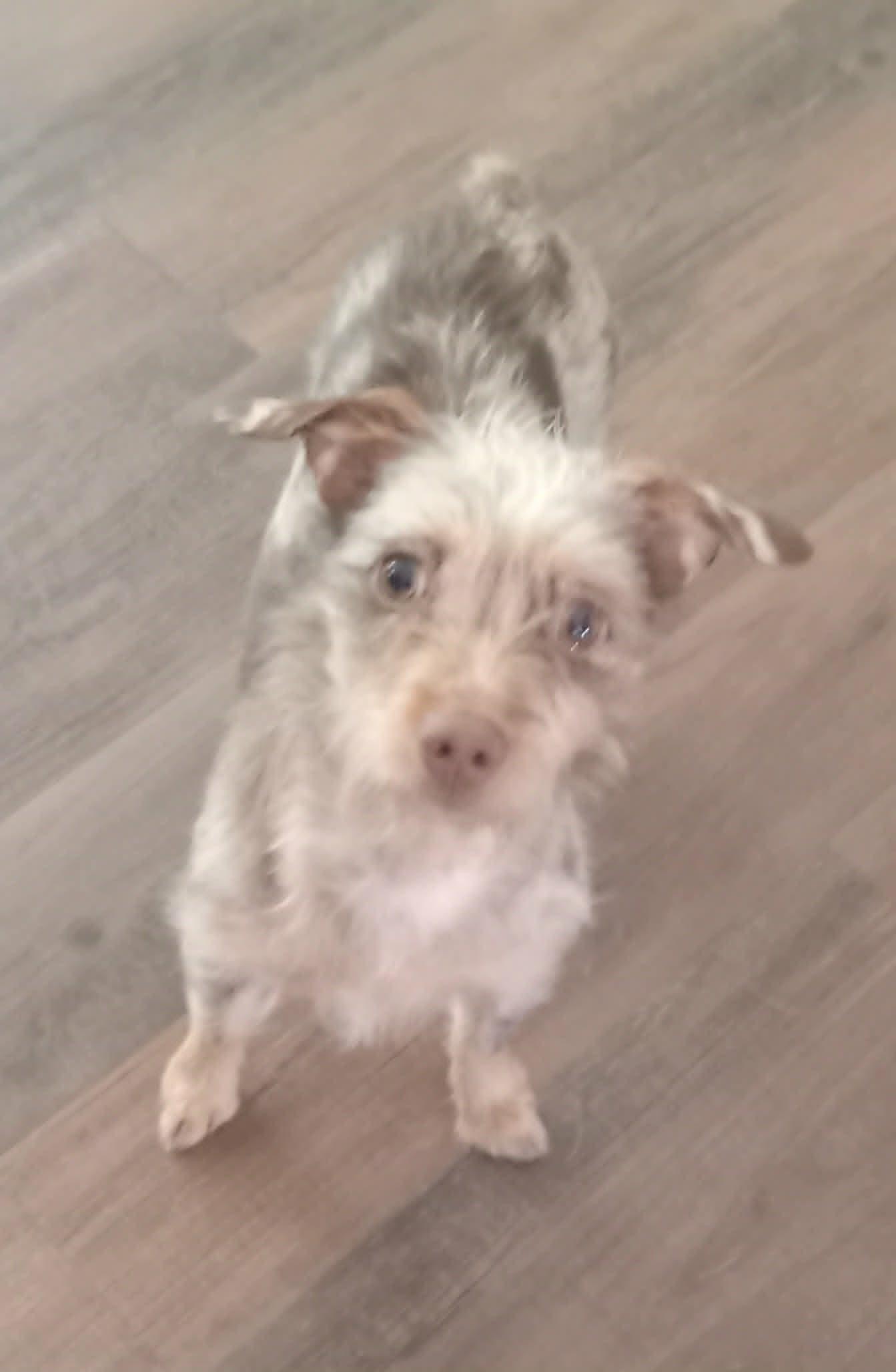 Enlarge Lila, a ADOPTABLE mixed breed in Fulton, NY image 3/3