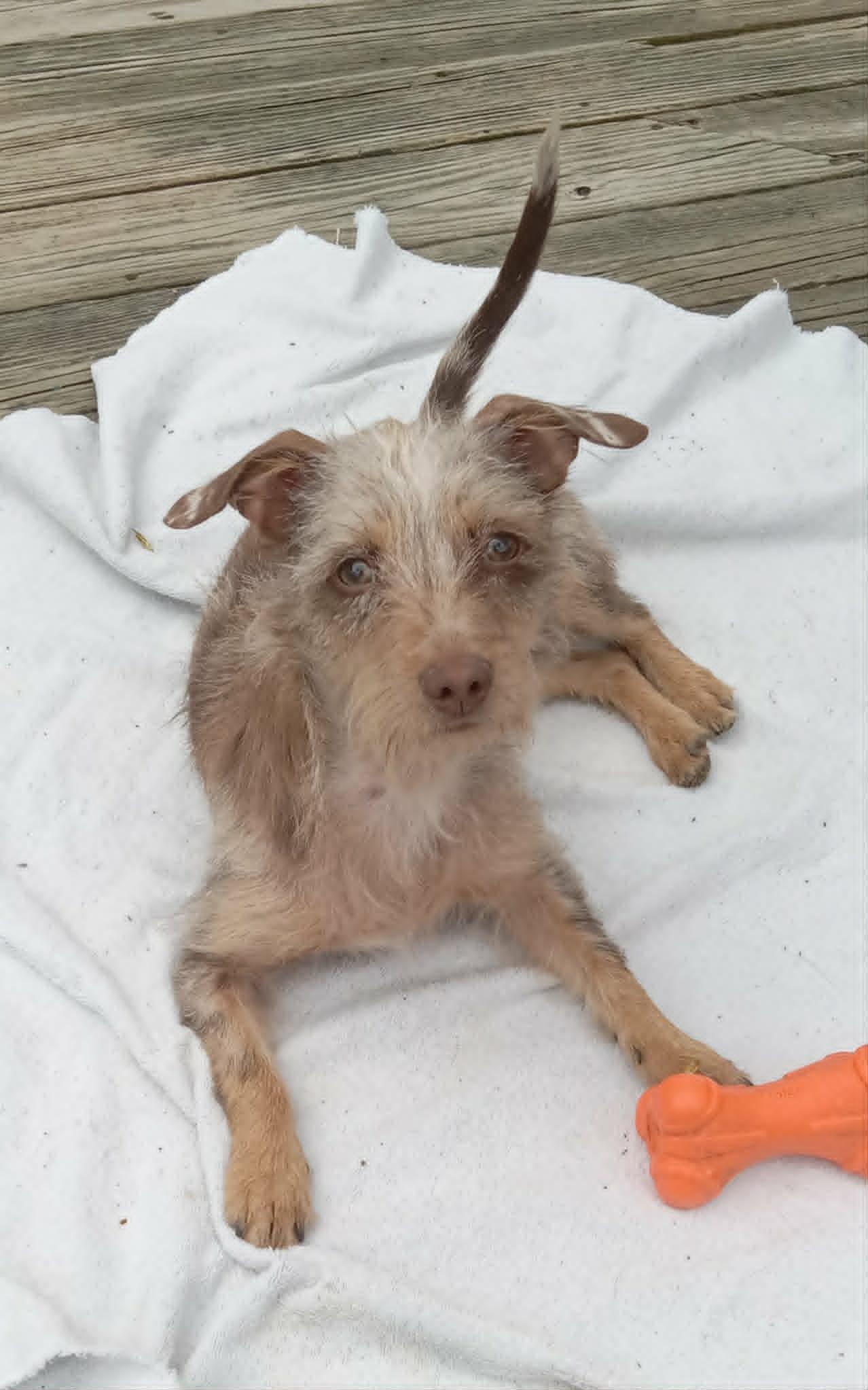 Lila, ADOPTABLE, Young Female Shih Tzu & Dachshund (Long Haired).