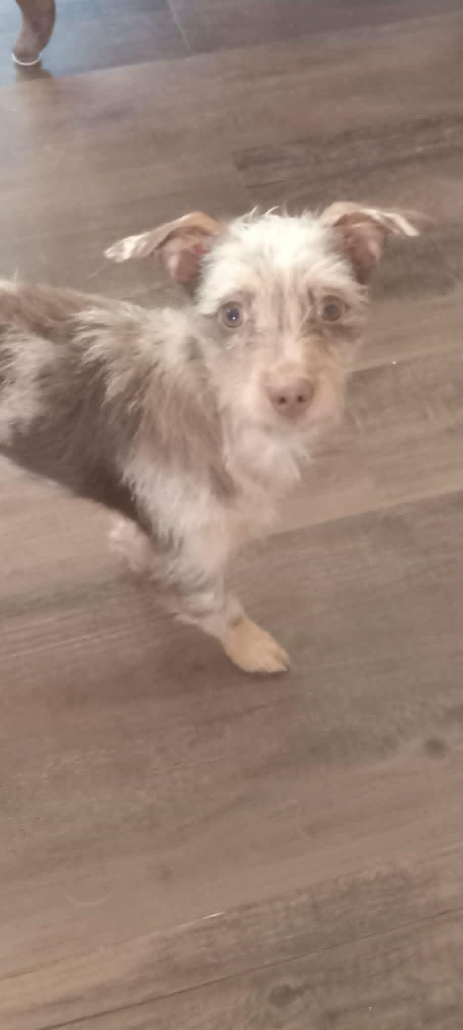 Enlarge Lila, a ADOPTABLE mixed breed in Fulton, NY image 2/3