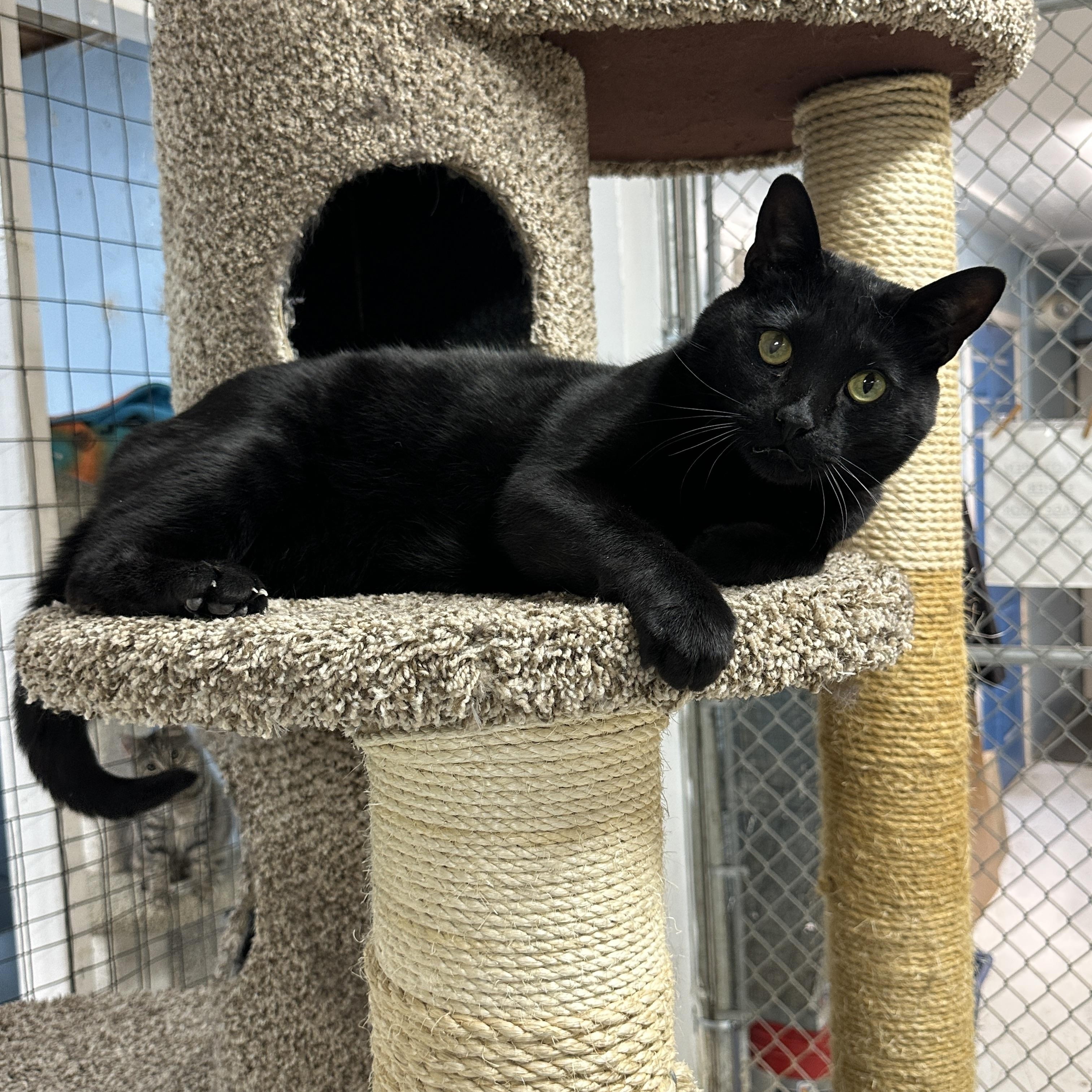 Enlarge Kuro, a Adoptable mixed breed in Anchorage, AK image 1/5