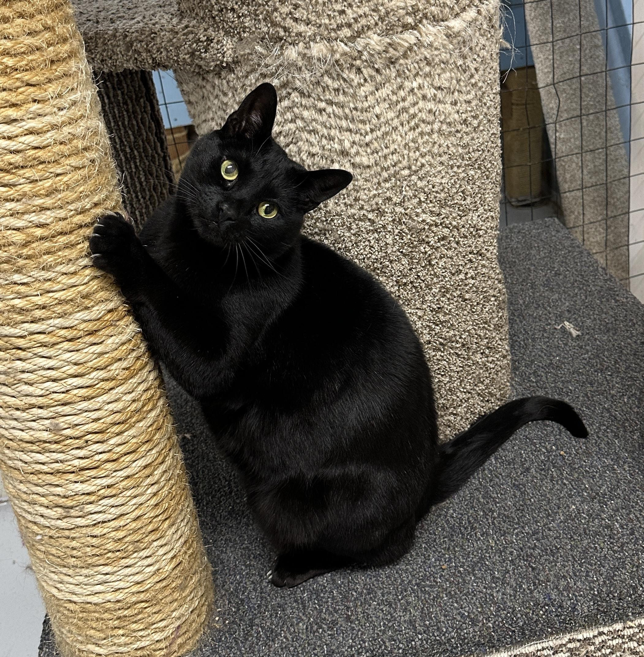 Enlarge Kuro, a Adoptable mixed breed in Anchorage, AK image 2/5