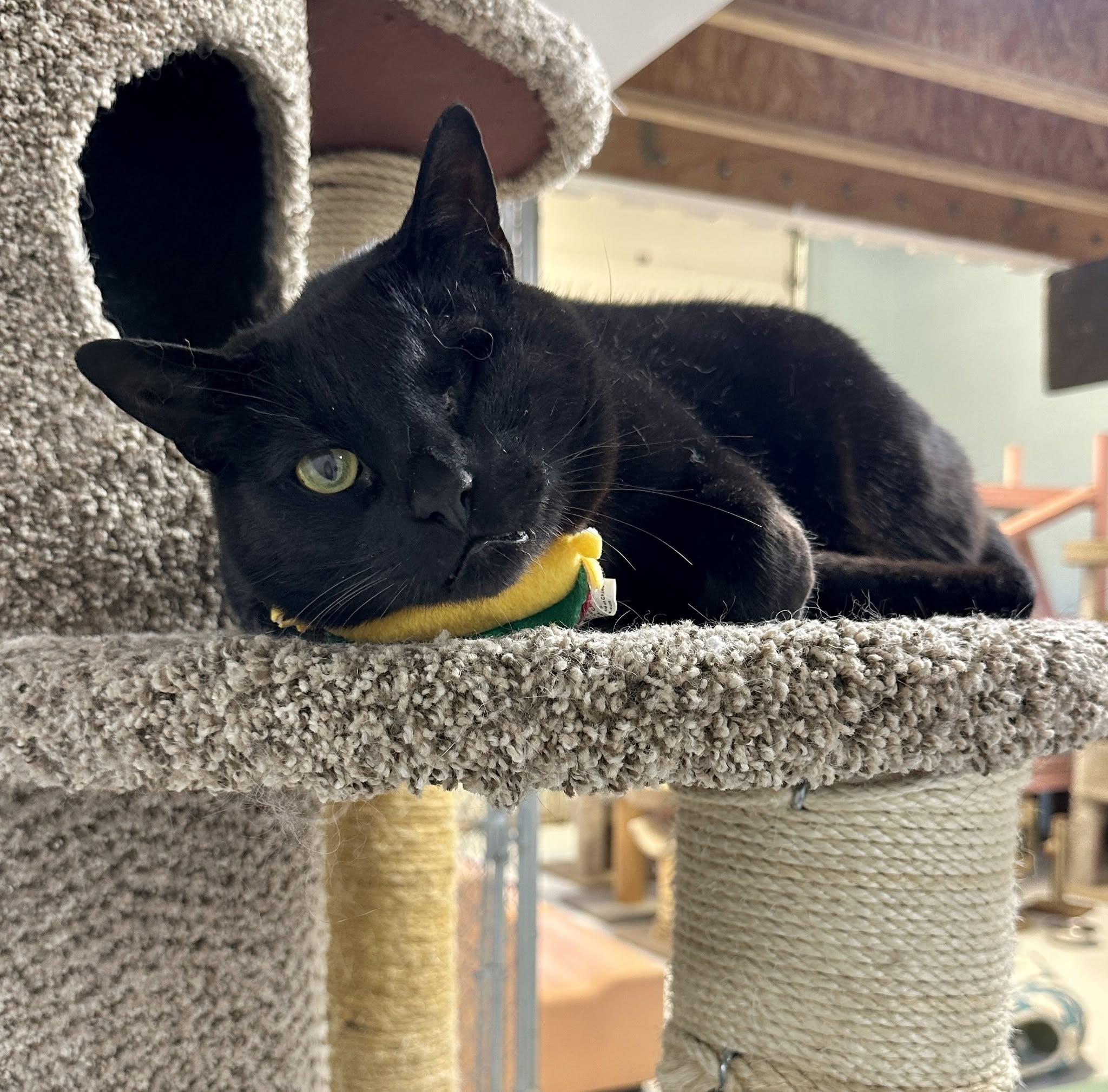 Kuro, an adoptable mixed breed in Anchorage, AK image 5/5