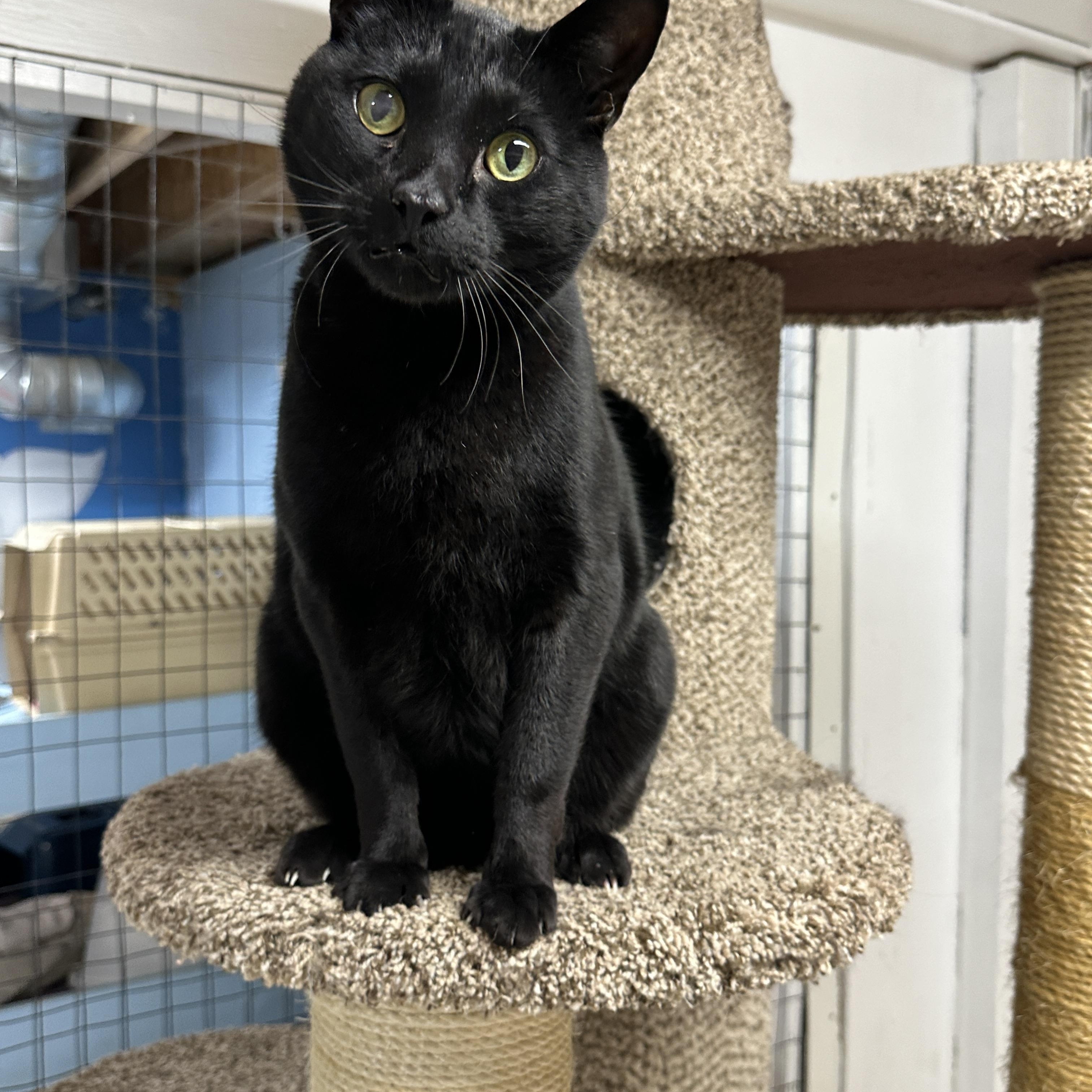 Enlarge Kuro, a Adoptable mixed breed in Anchorage, AK image 3/5