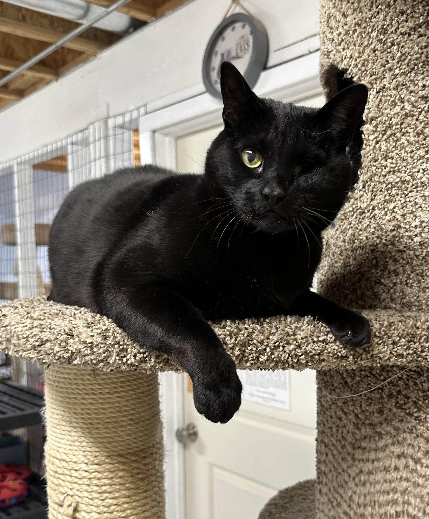 Kuro, an adoptable mixed breed in Anchorage, AK image 4/5