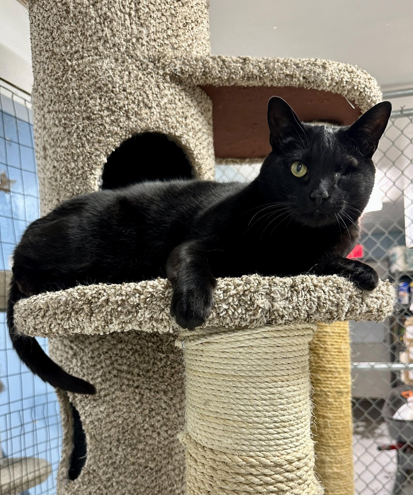 Kuro, an adoptable mixed breed in Anchorage, AK image 1/5