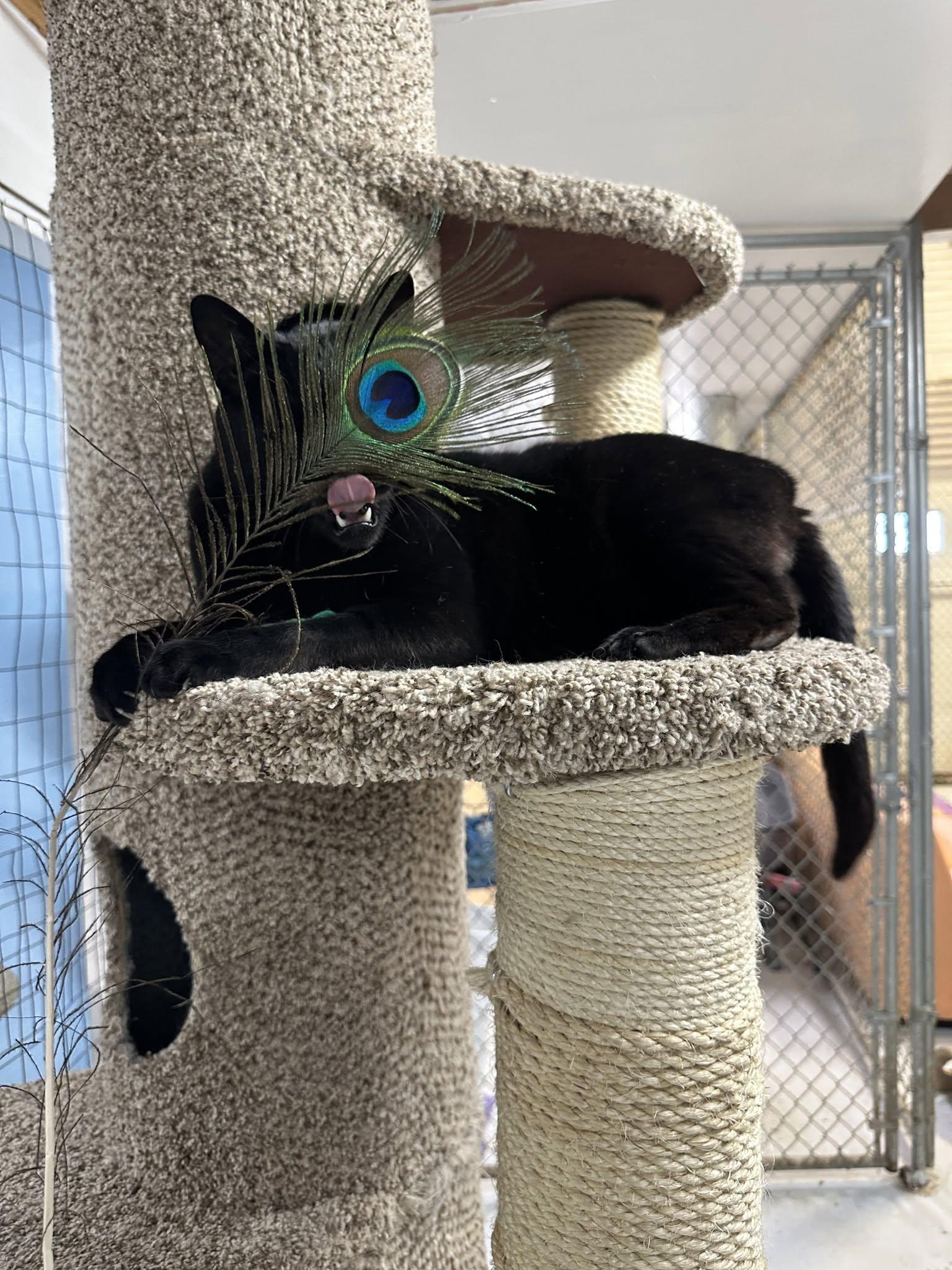 Kuro, an adoptable mixed breed in Anchorage, AK image 2/5