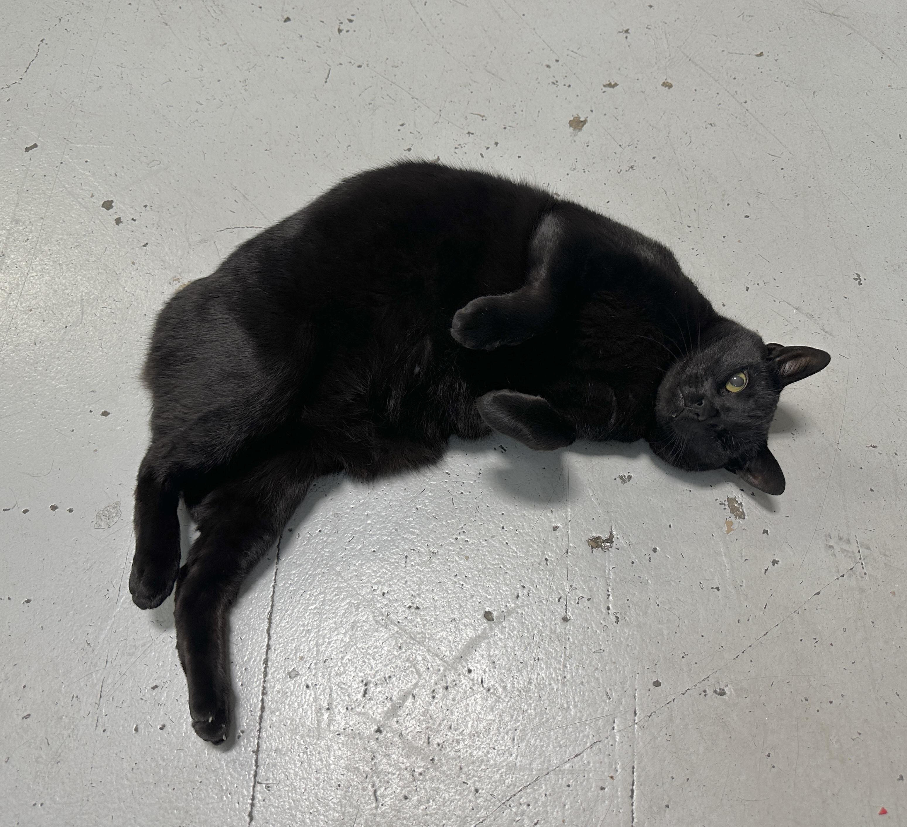 Kuro, an adoptable mixed breed in Anchorage, AK image 3/5