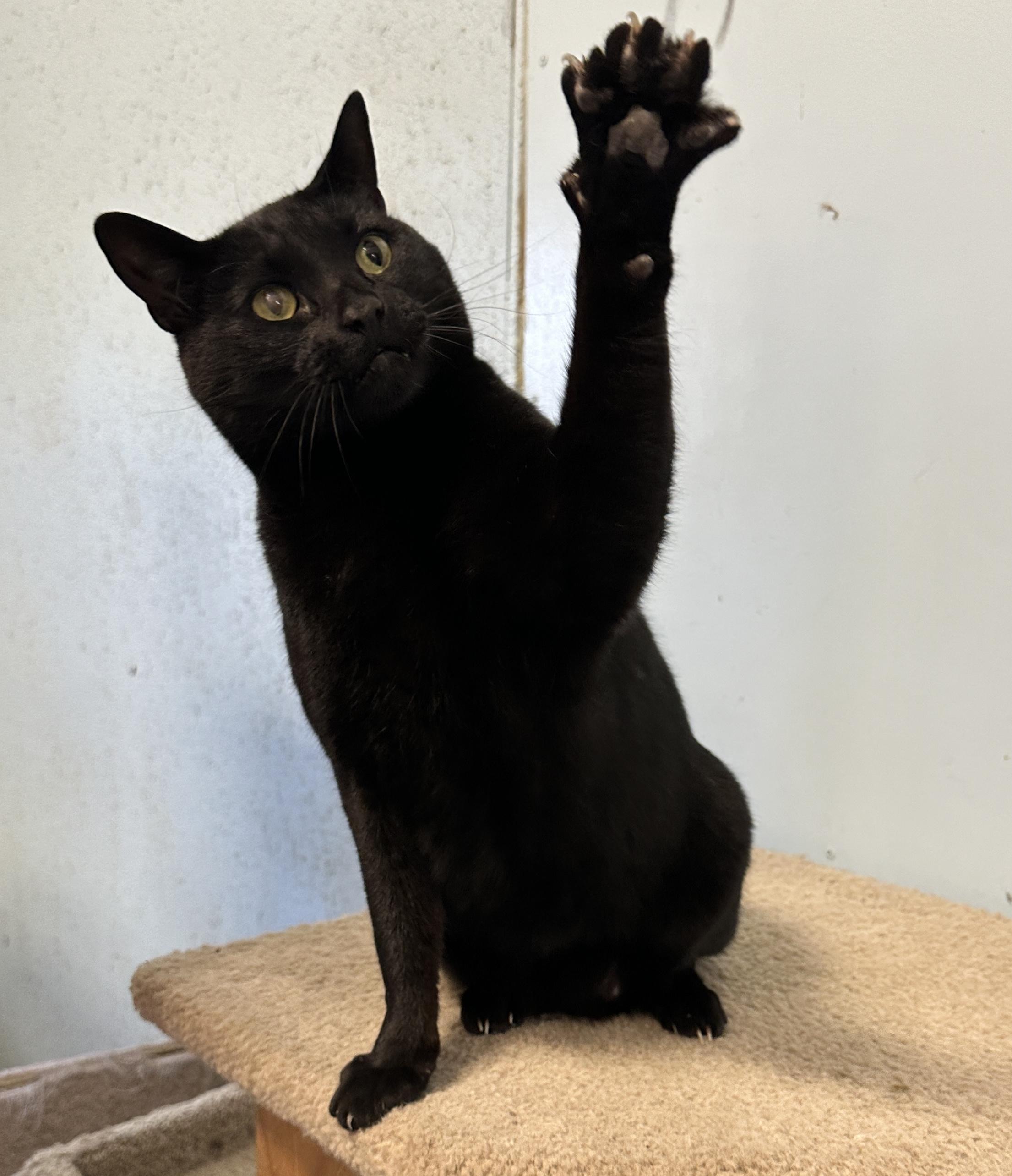 Enlarge Kuro, a Adoptable mixed breed in Anchorage, AK image 5/5