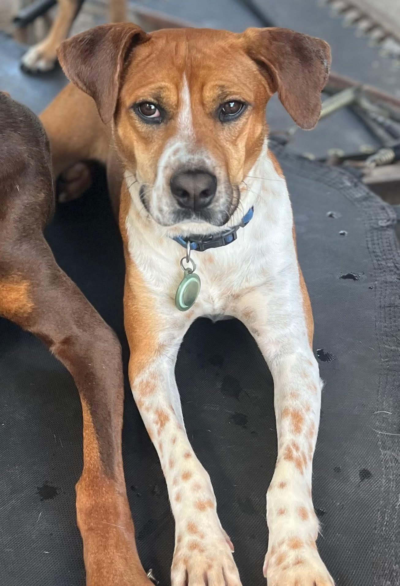 Enlarge Aria, a Adoptable mixed breed in Dallas, TX image 1/3