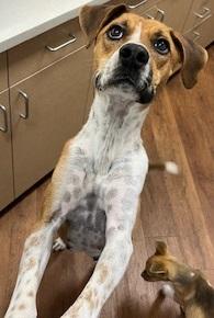 Enlarge Aria, a Adoptable mixed breed in Dallas, TX image 2/3