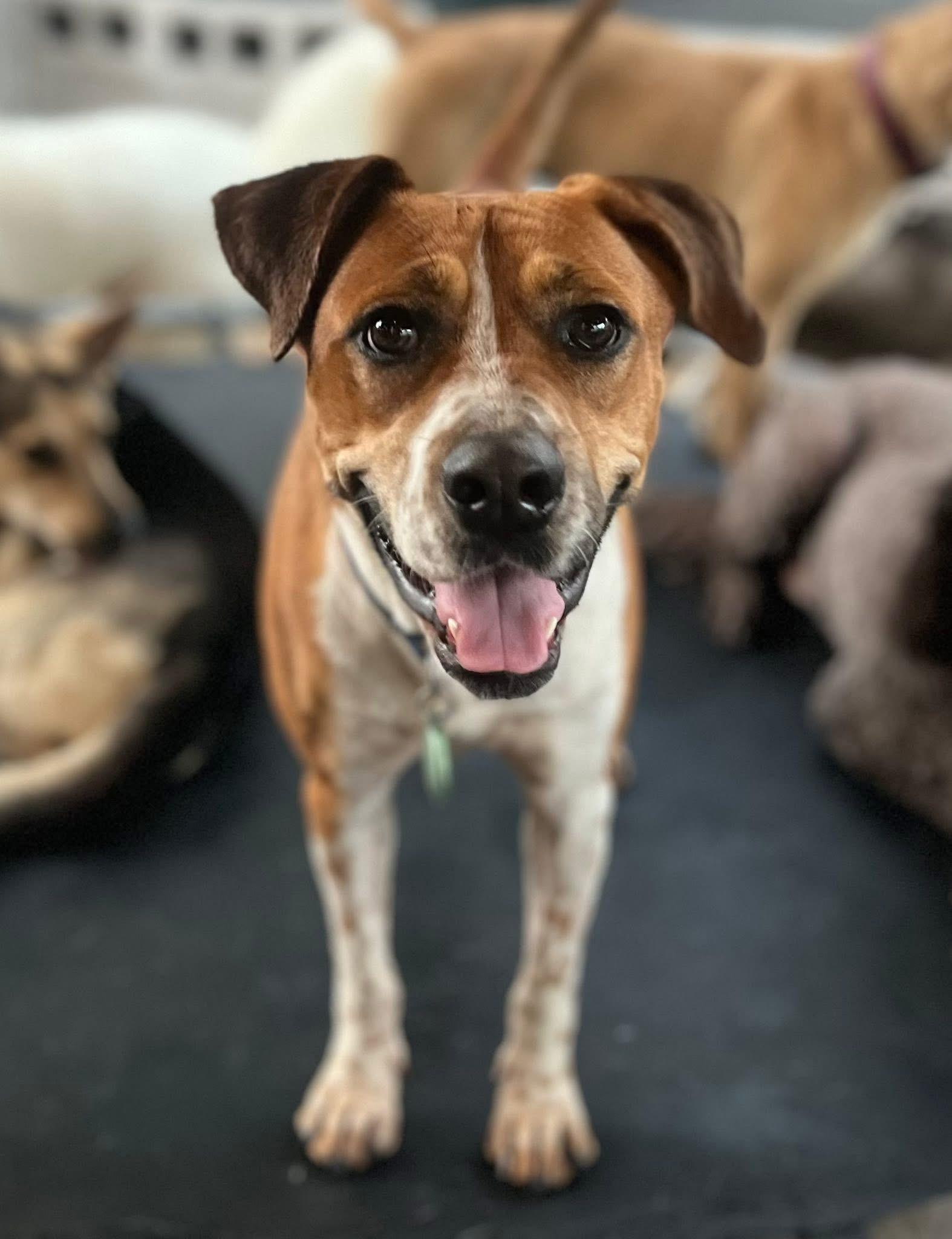 Enlarge Aria, a Adoptable mixed breed in Dallas, TX image 3/3