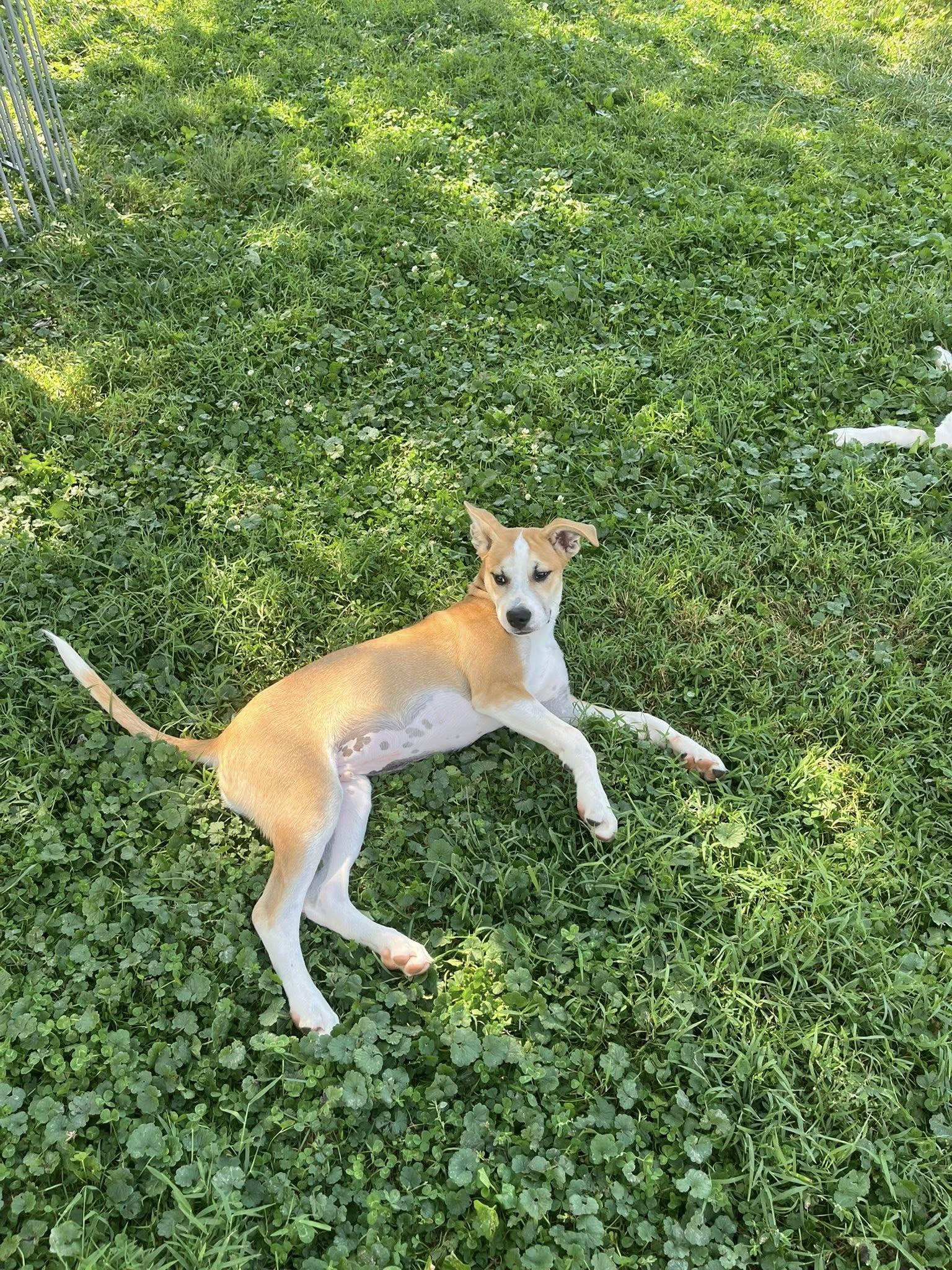 Enlarge RedBull, a Adoptable mixed breed in Jarrettsville, MD image 5/5