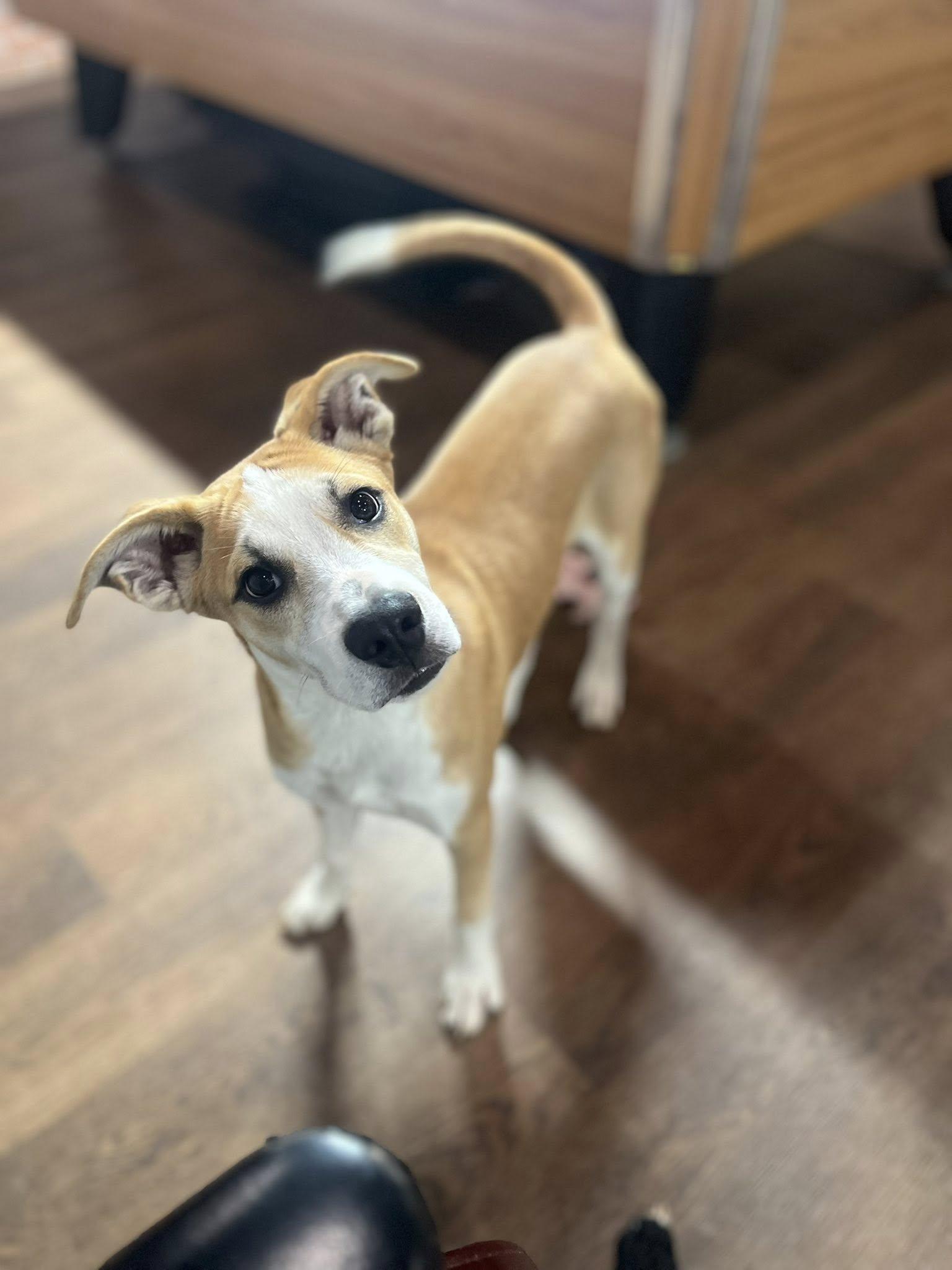 Enlarge RedBull, a Adoptable mixed breed in Jarrettsville, MD image 1/5