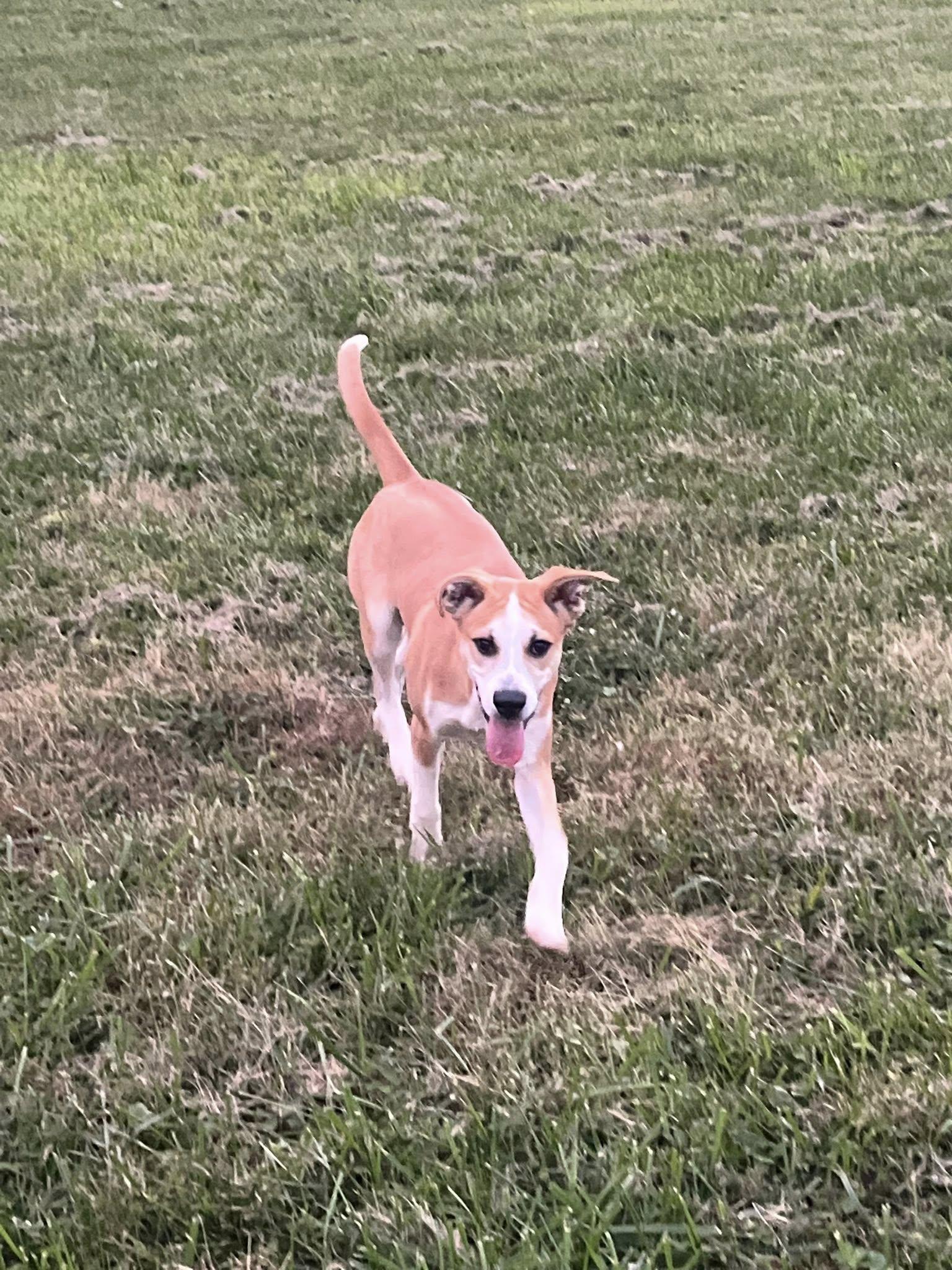Enlarge RedBull, a Adoptable mixed breed in Jarrettsville, MD image 2/5