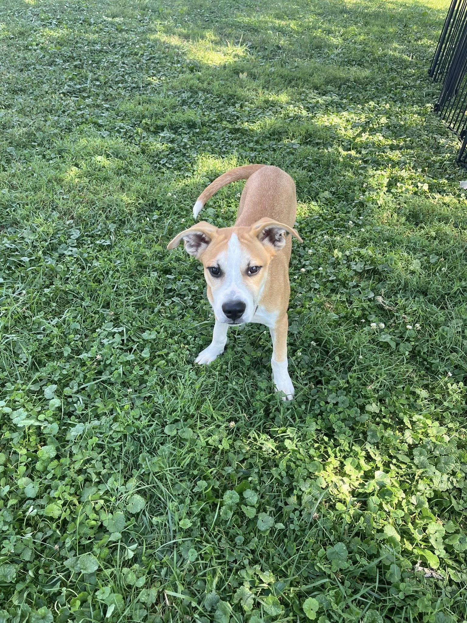 Enlarge RedBull, a Adoptable mixed breed in Jarrettsville, MD image 3/5