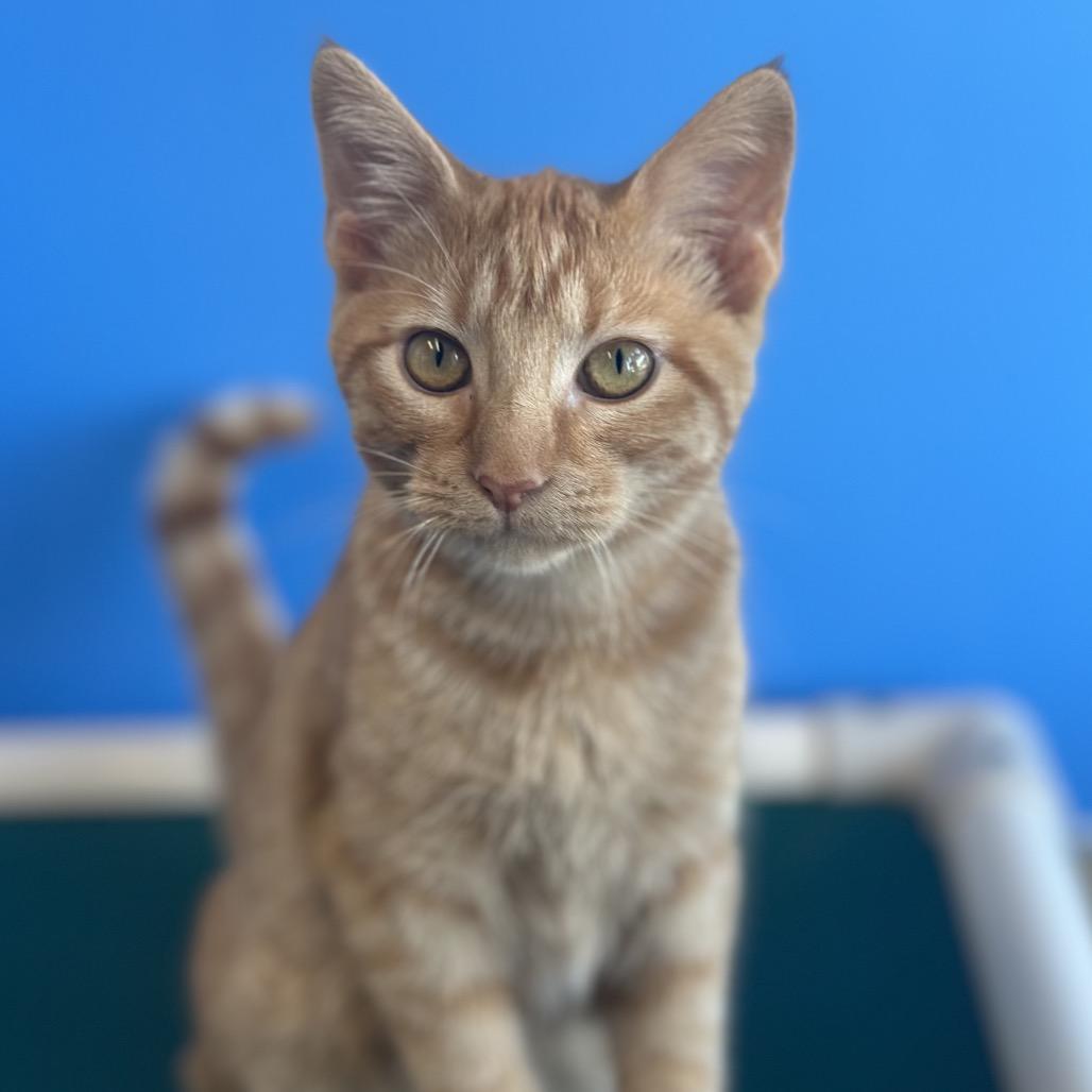 Poppy Seed, Adoptable, Kitten Female Domestic Short Hair.