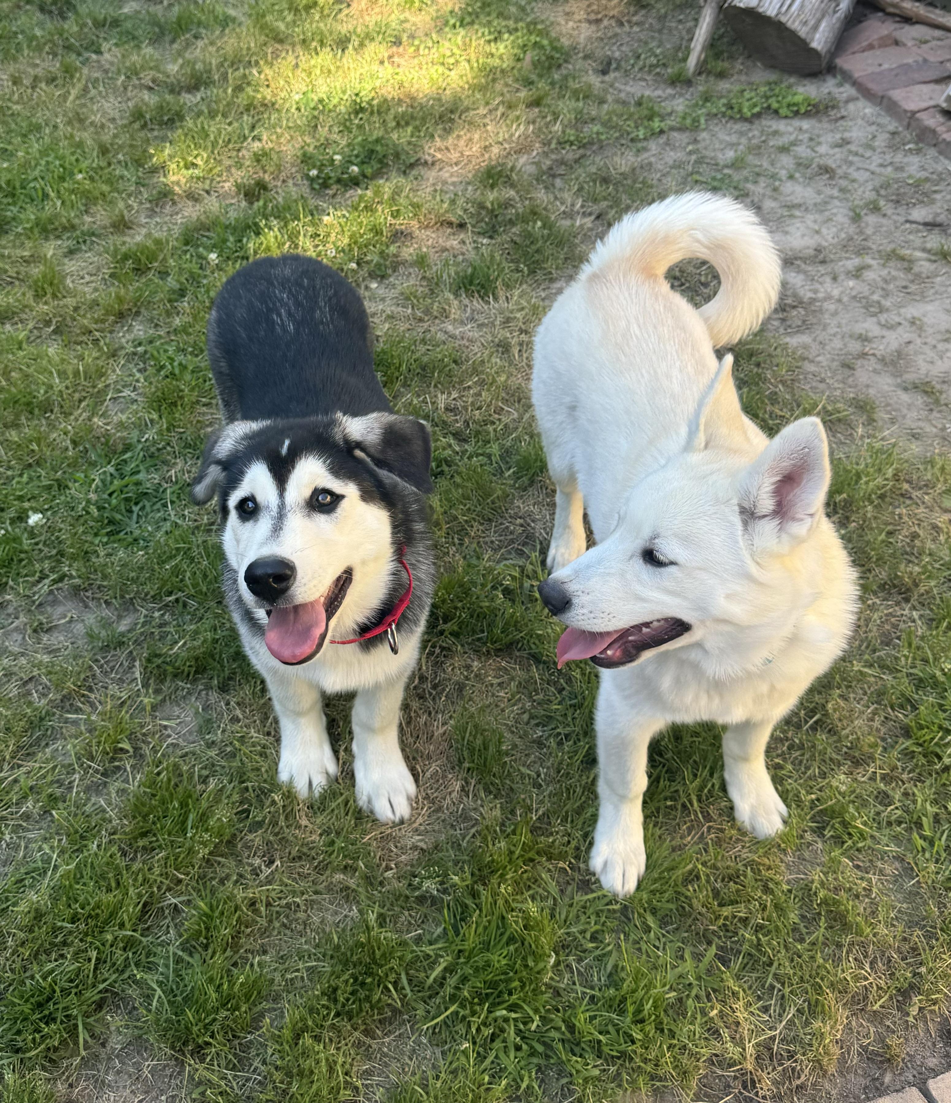 Enlarge Zig, a ADOPTABLE Husky in Yorktown, VA image 4/6