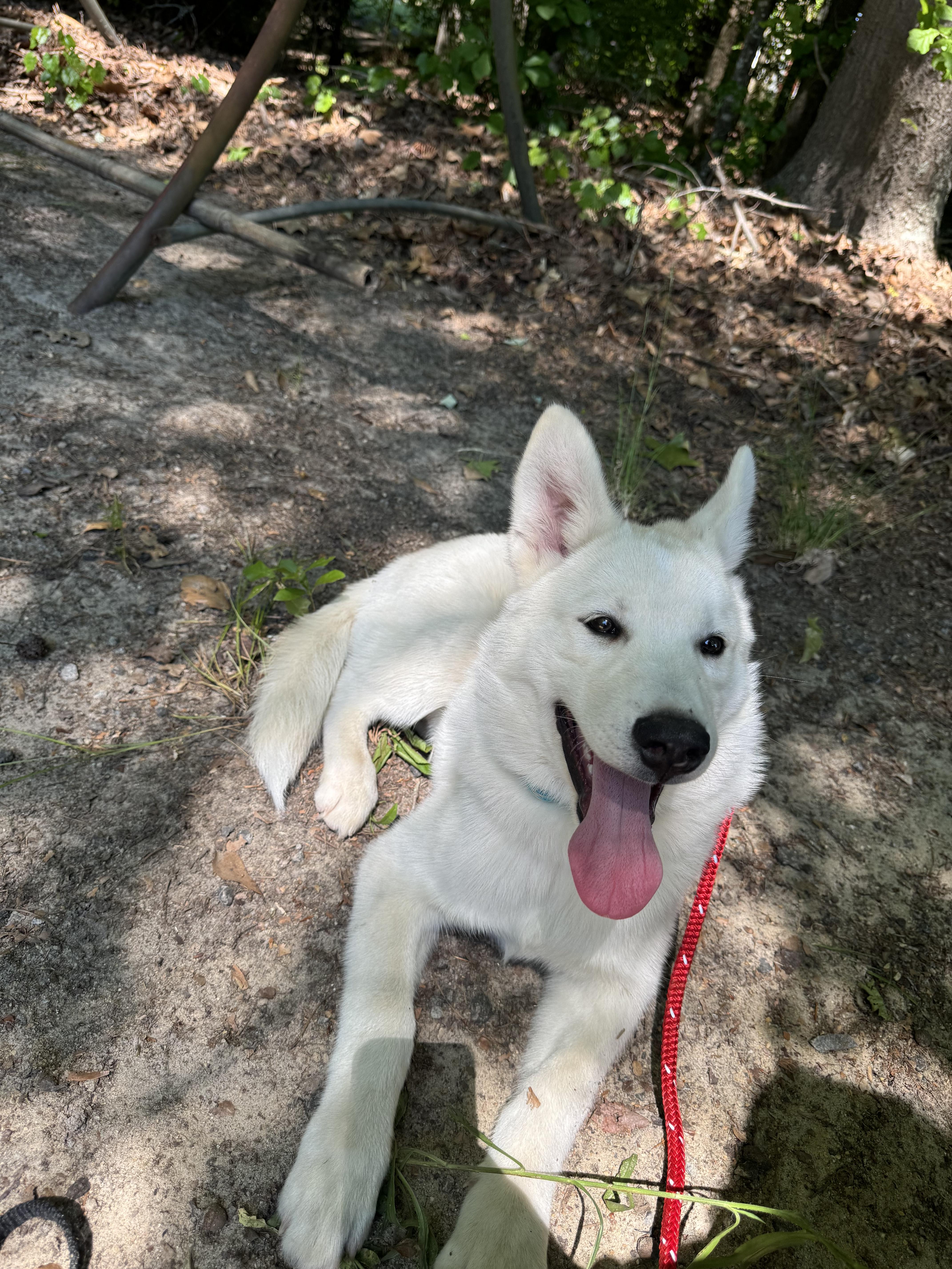 Enlarge Zig, a ADOPTABLE Husky in Yorktown, VA image 6/6