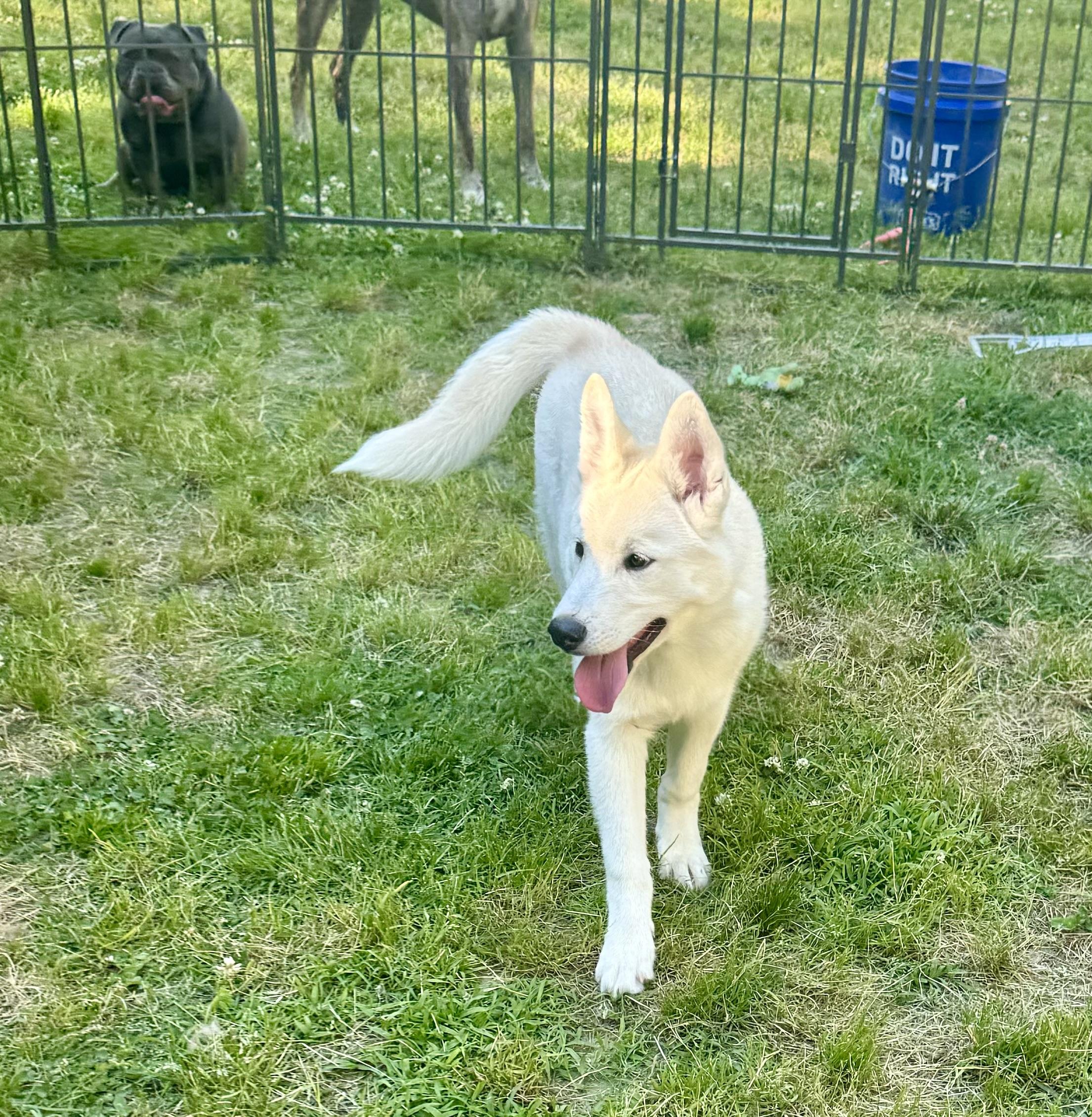Enlarge Zig, a ADOPTABLE Husky in Yorktown, VA image 2/6