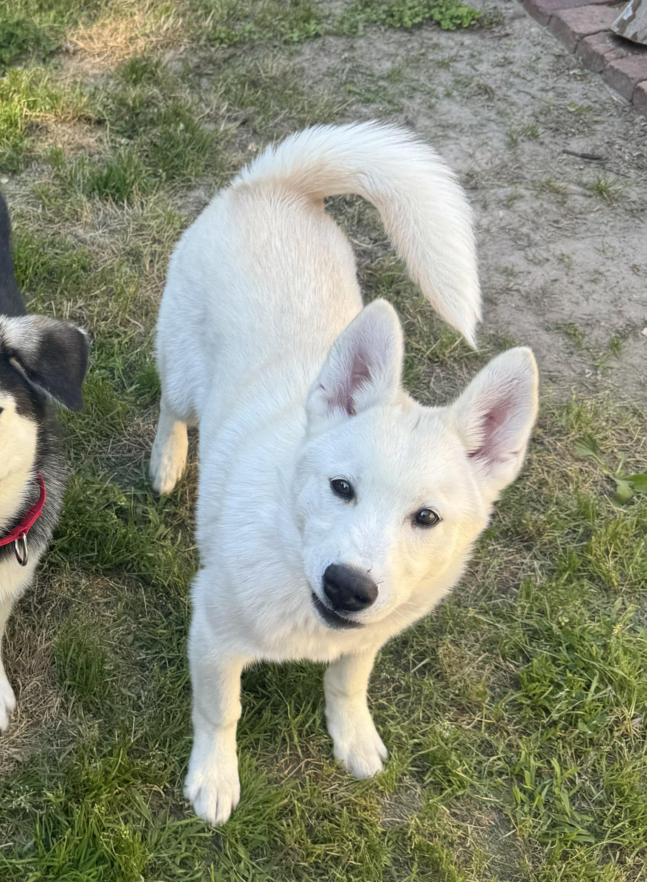 Zig, ADOPTABLE, Young Male Husky.
